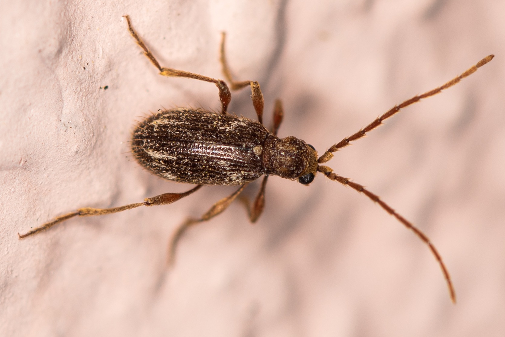 Ptinus villiger