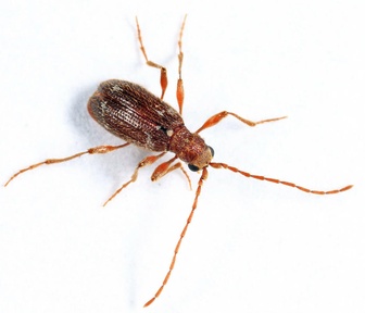 Ptinus villiger