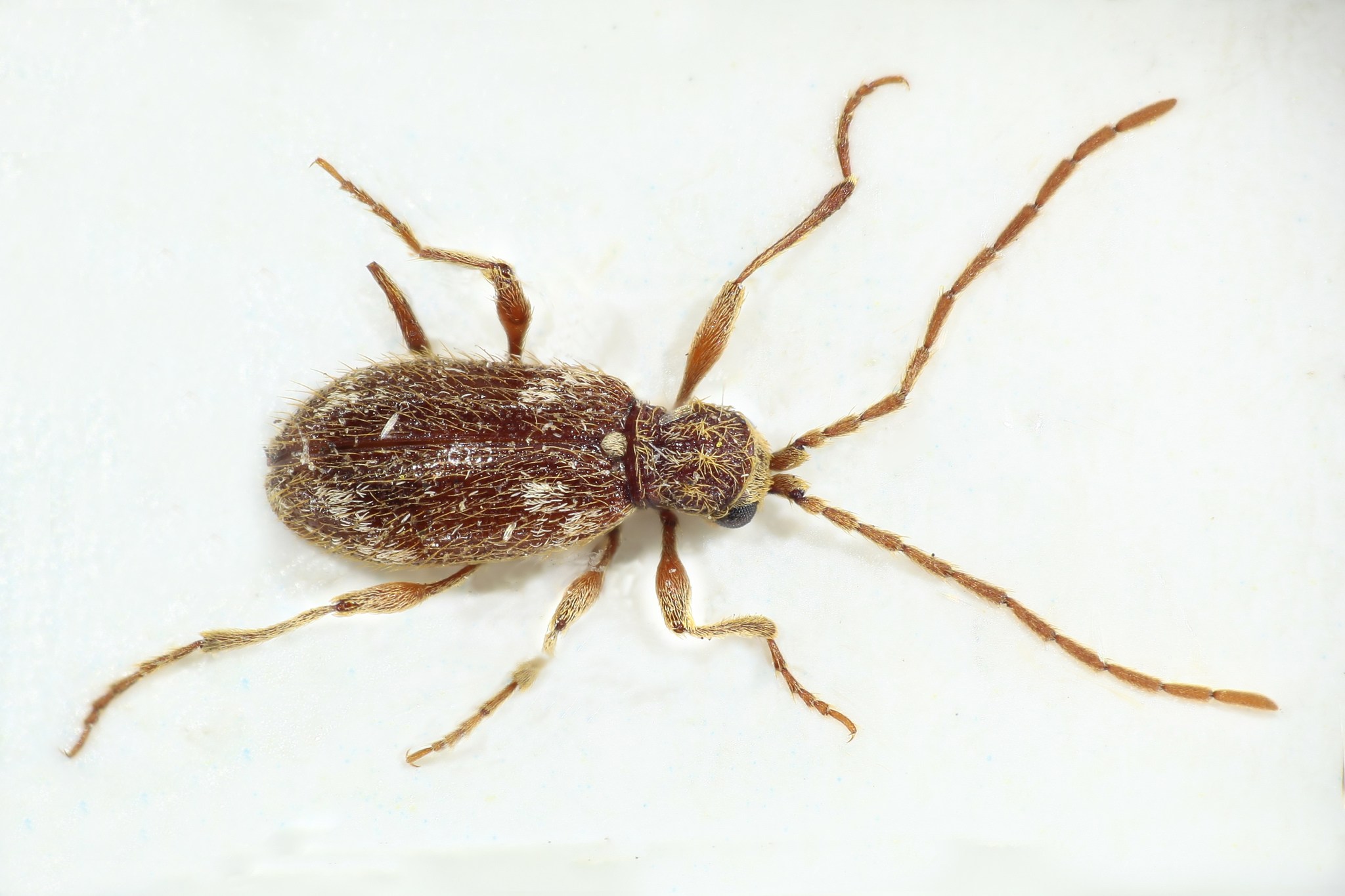 Ptinus villiger