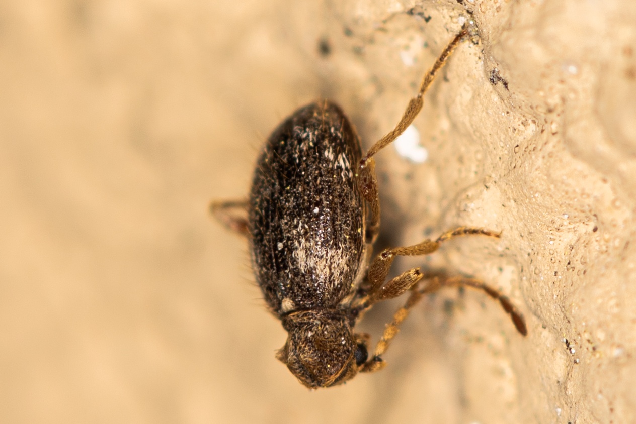 Ptinus villiger