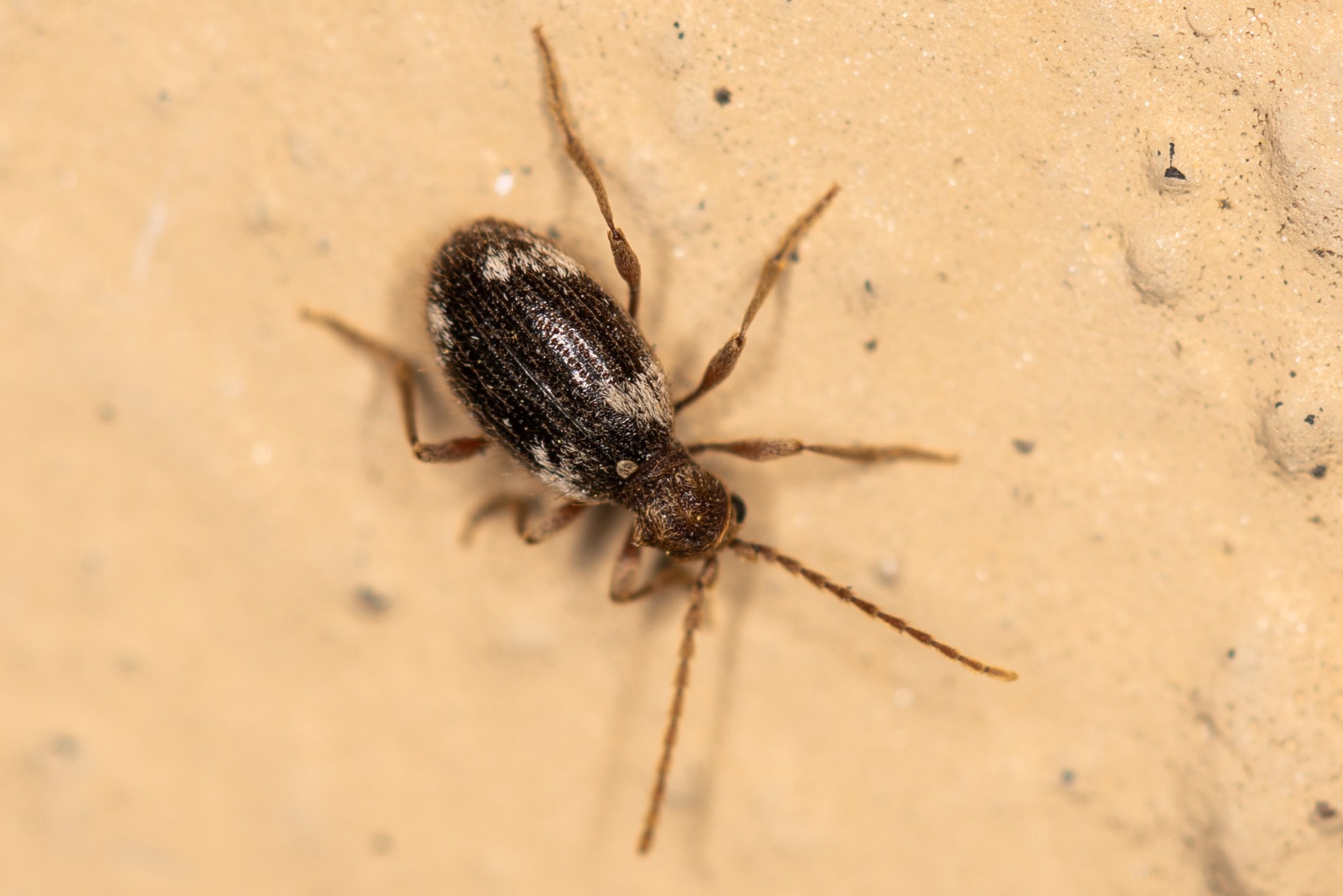 Ptinus villiger