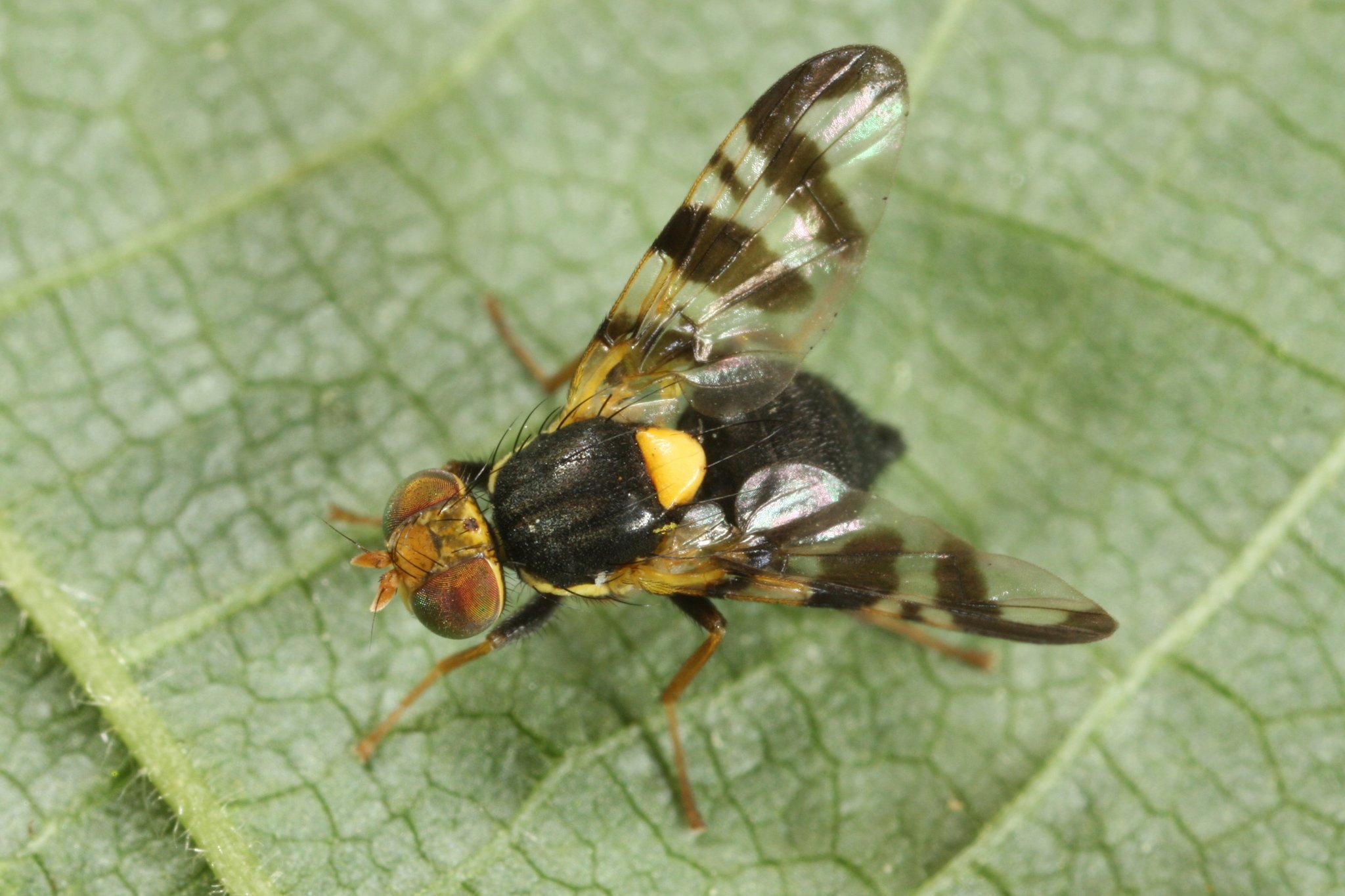 Rhagoletis cerasi