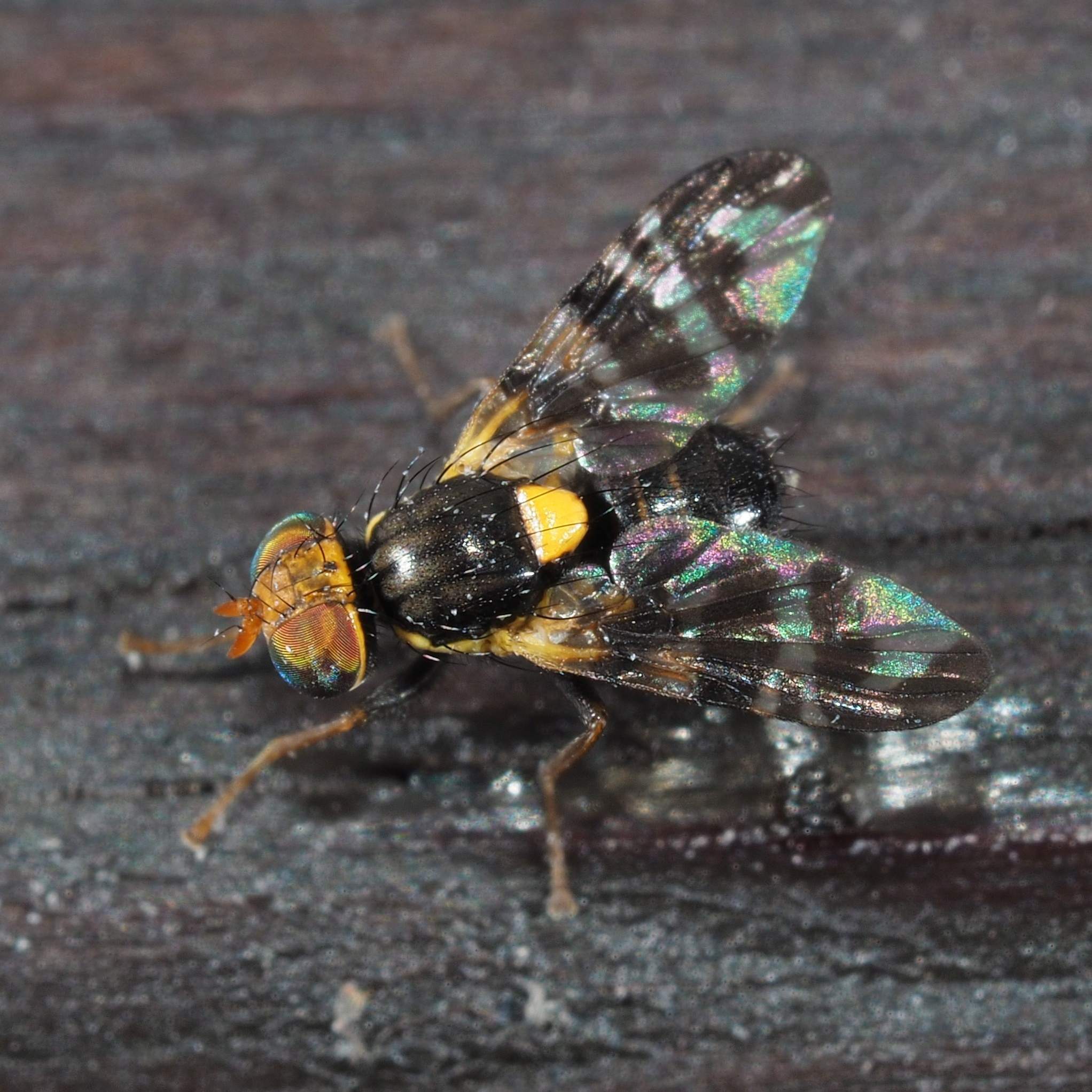 Rhagoletis cerasi