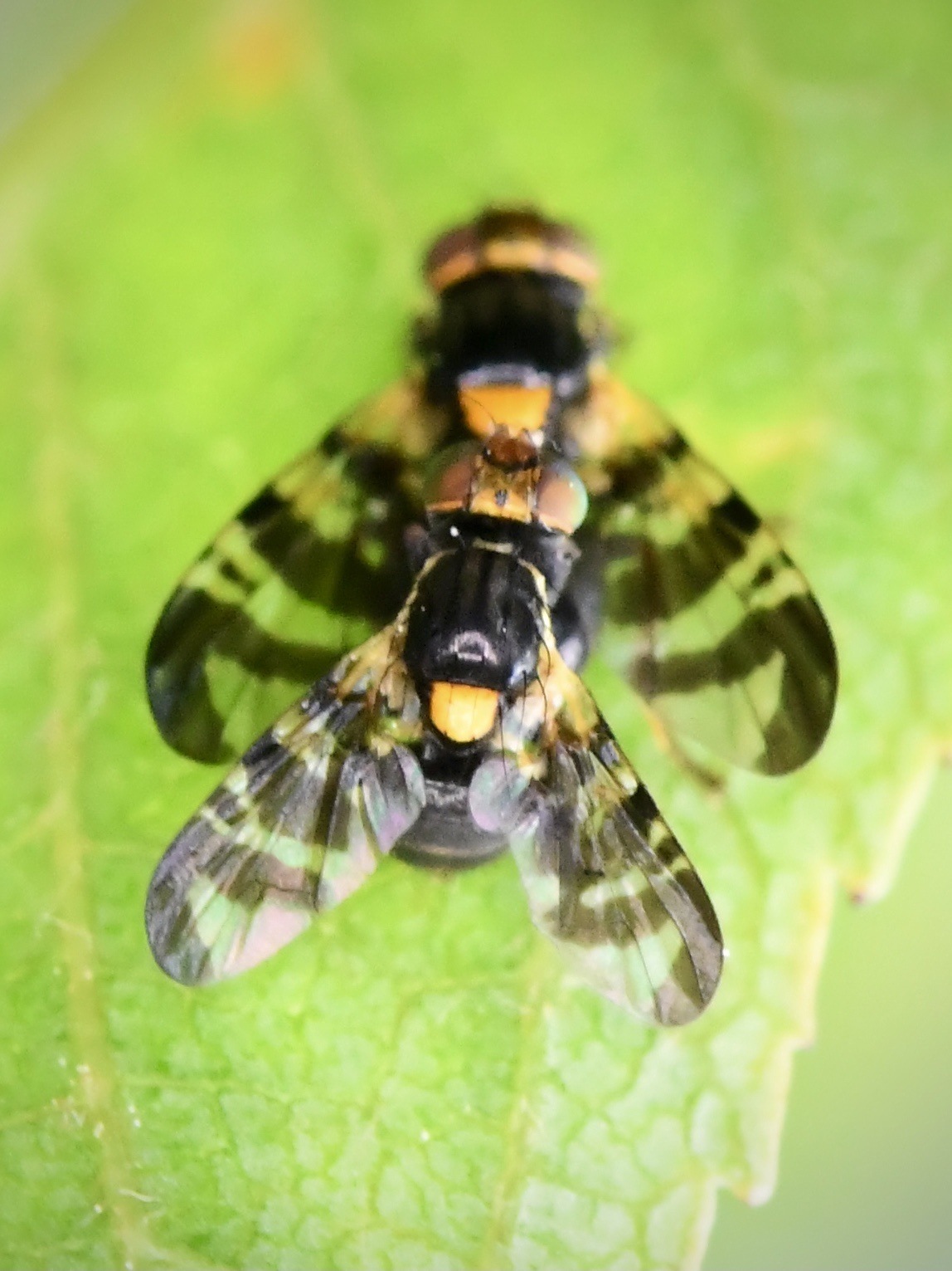 Rhagoletis cerasi