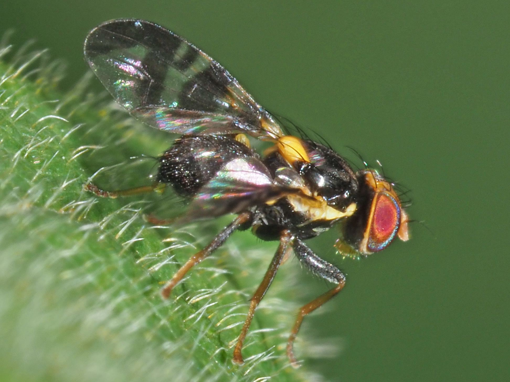 Rhagoletis cerasi