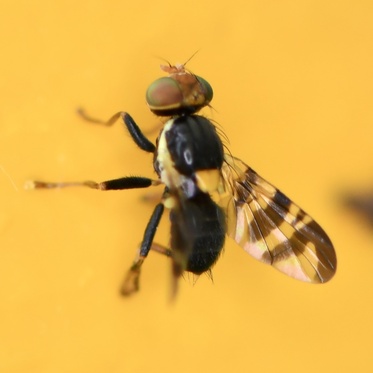 Rhagoletis cerasi