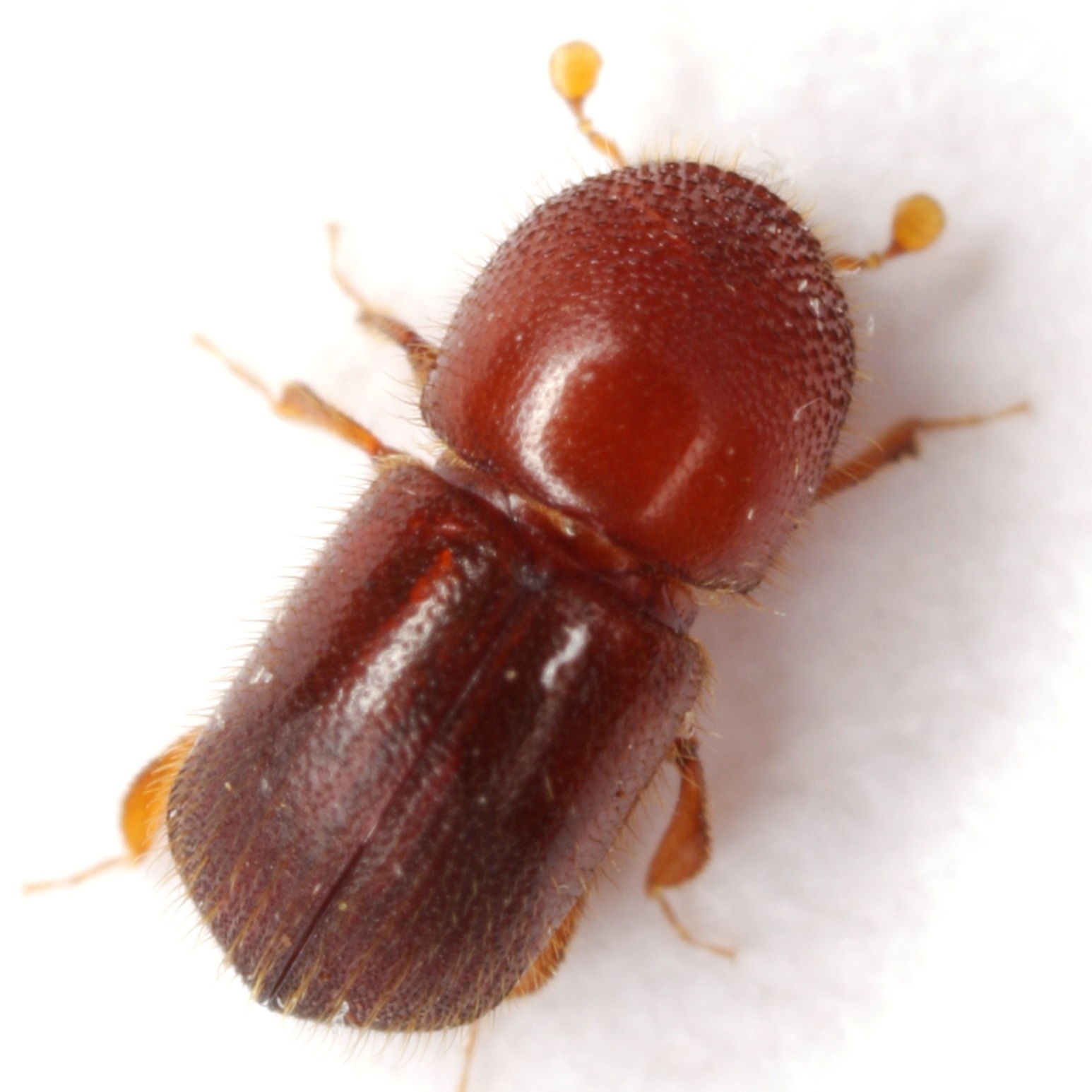 Xylosandrus crassiusculus