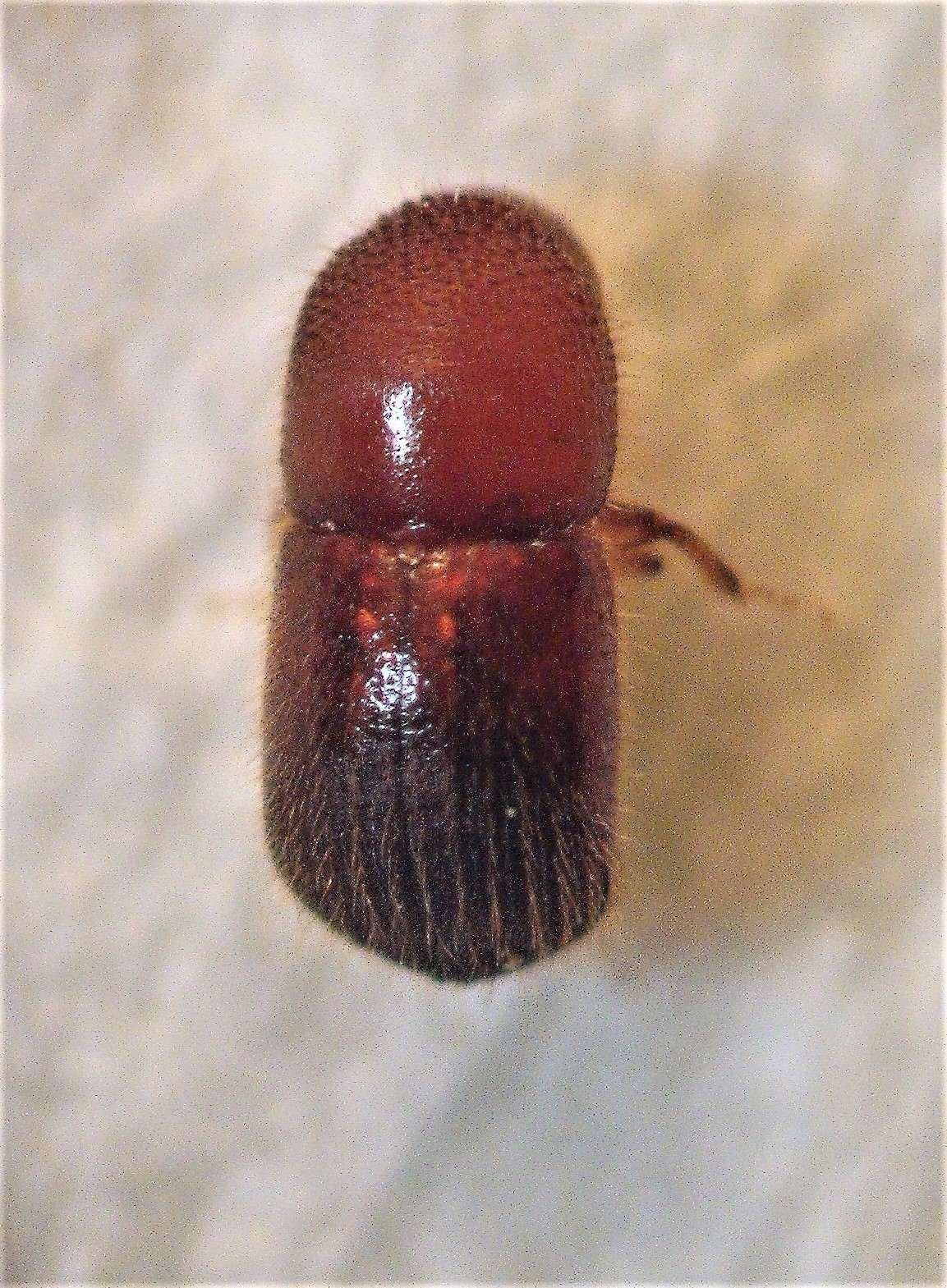 Xylosandrus crassiusculus