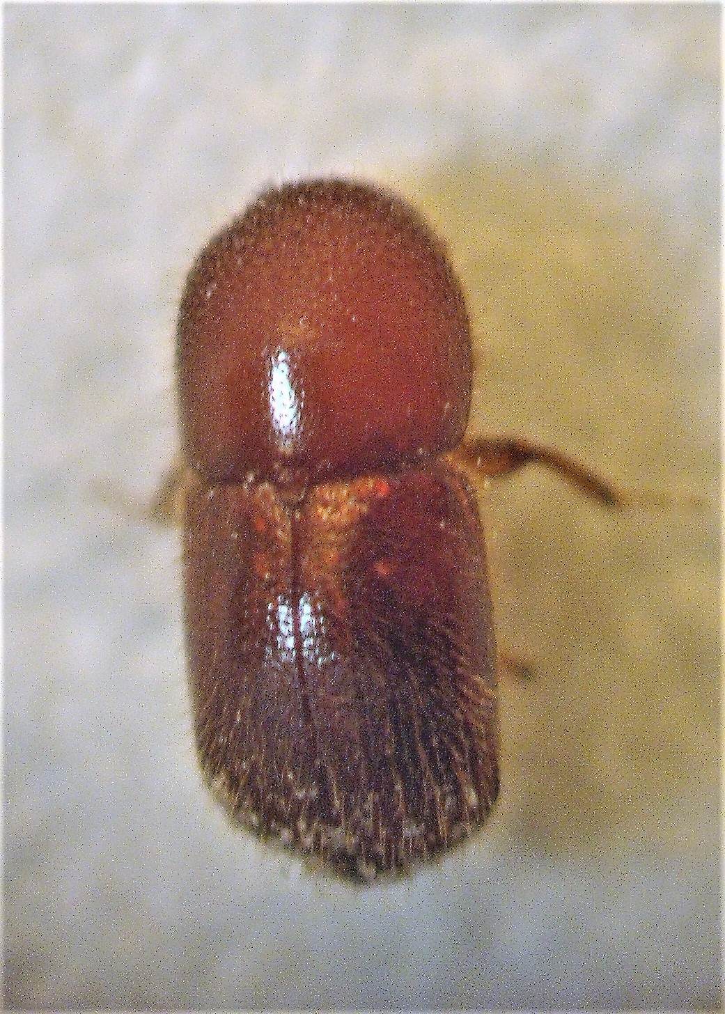 Xylosandrus crassiusculus