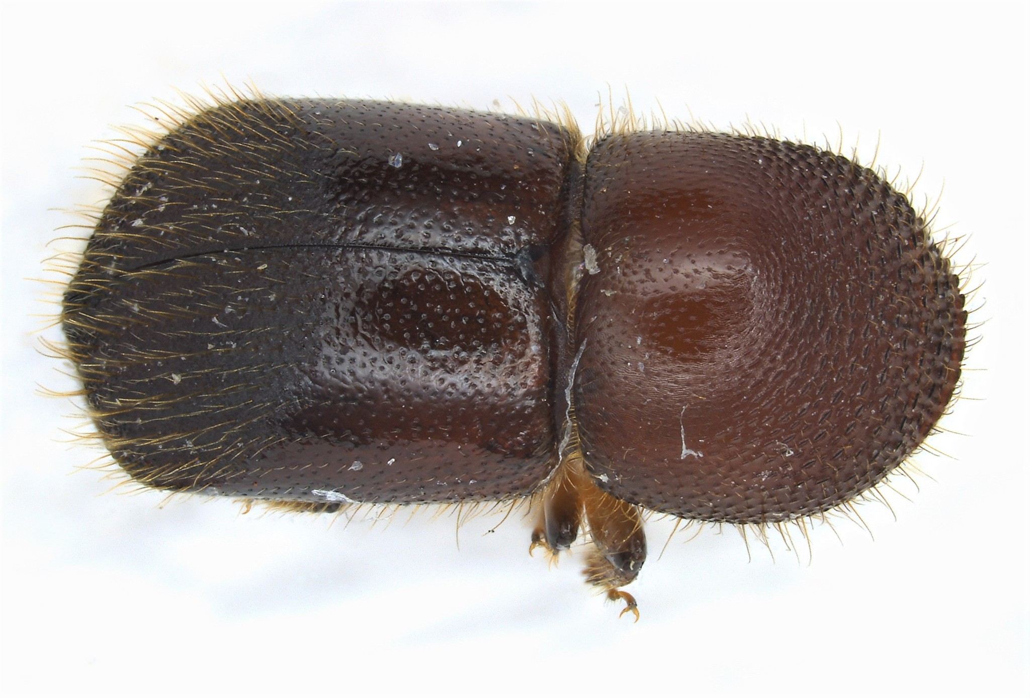 Xylosandrus crassiusculus