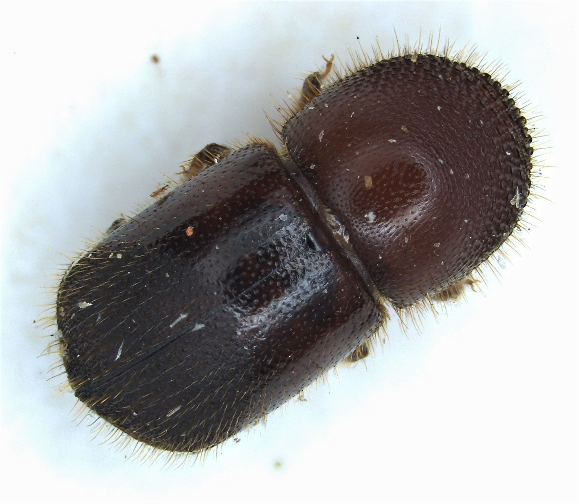 Xylosandrus crassiusculus