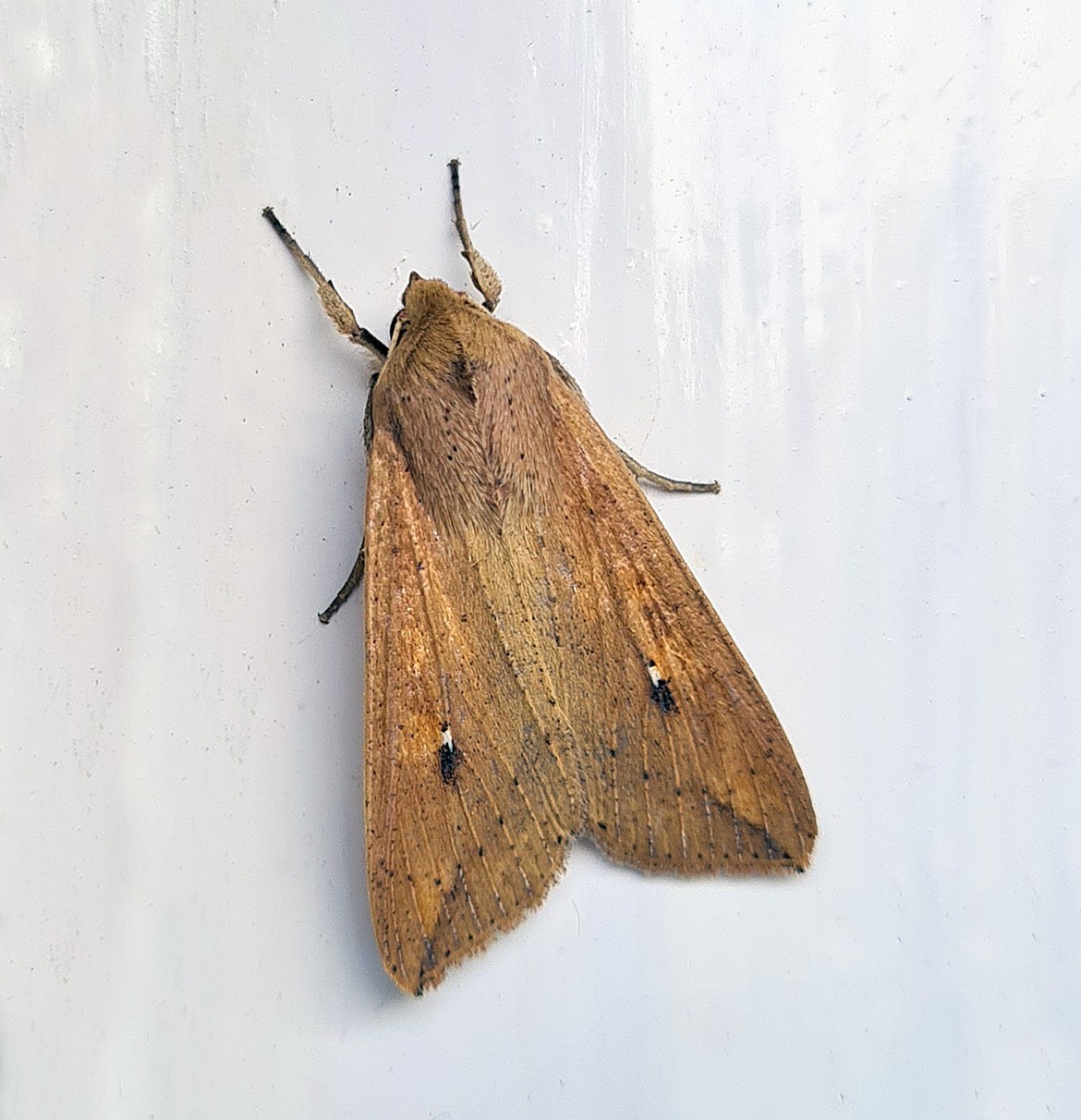 Mythimna separata