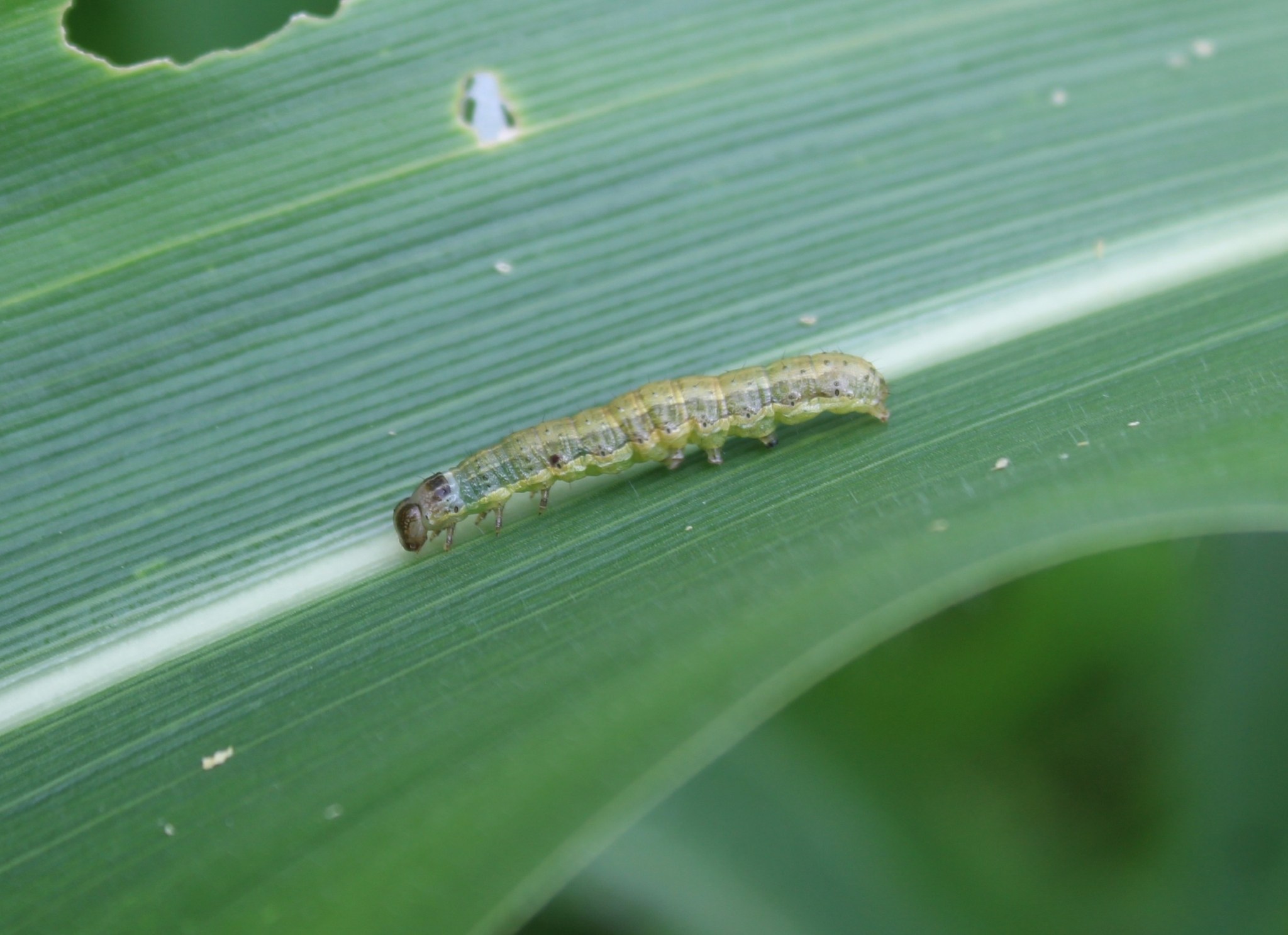 Mythimna separata