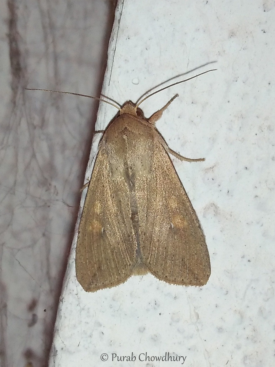 Mythimna separata