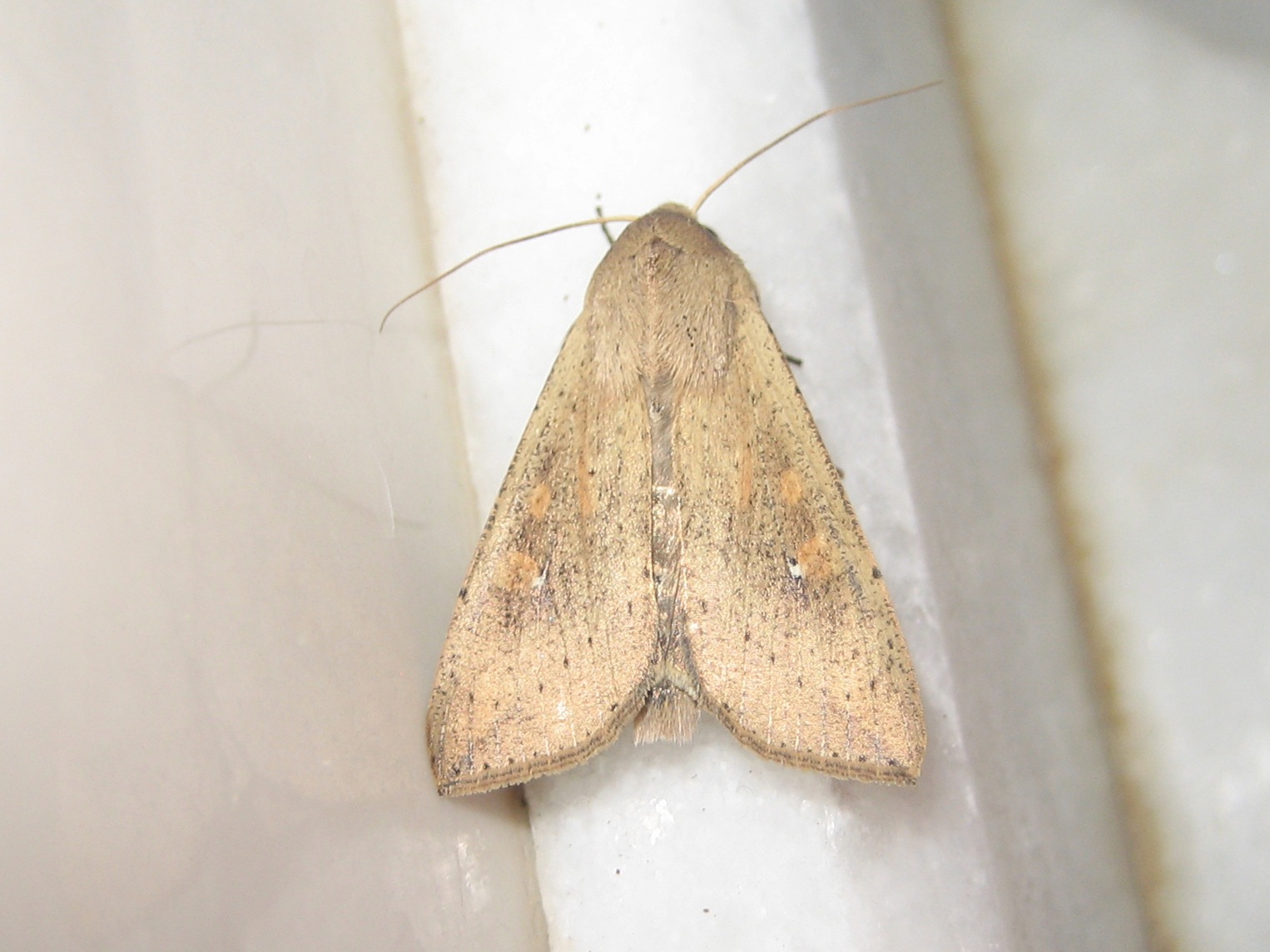 Mythimna separata