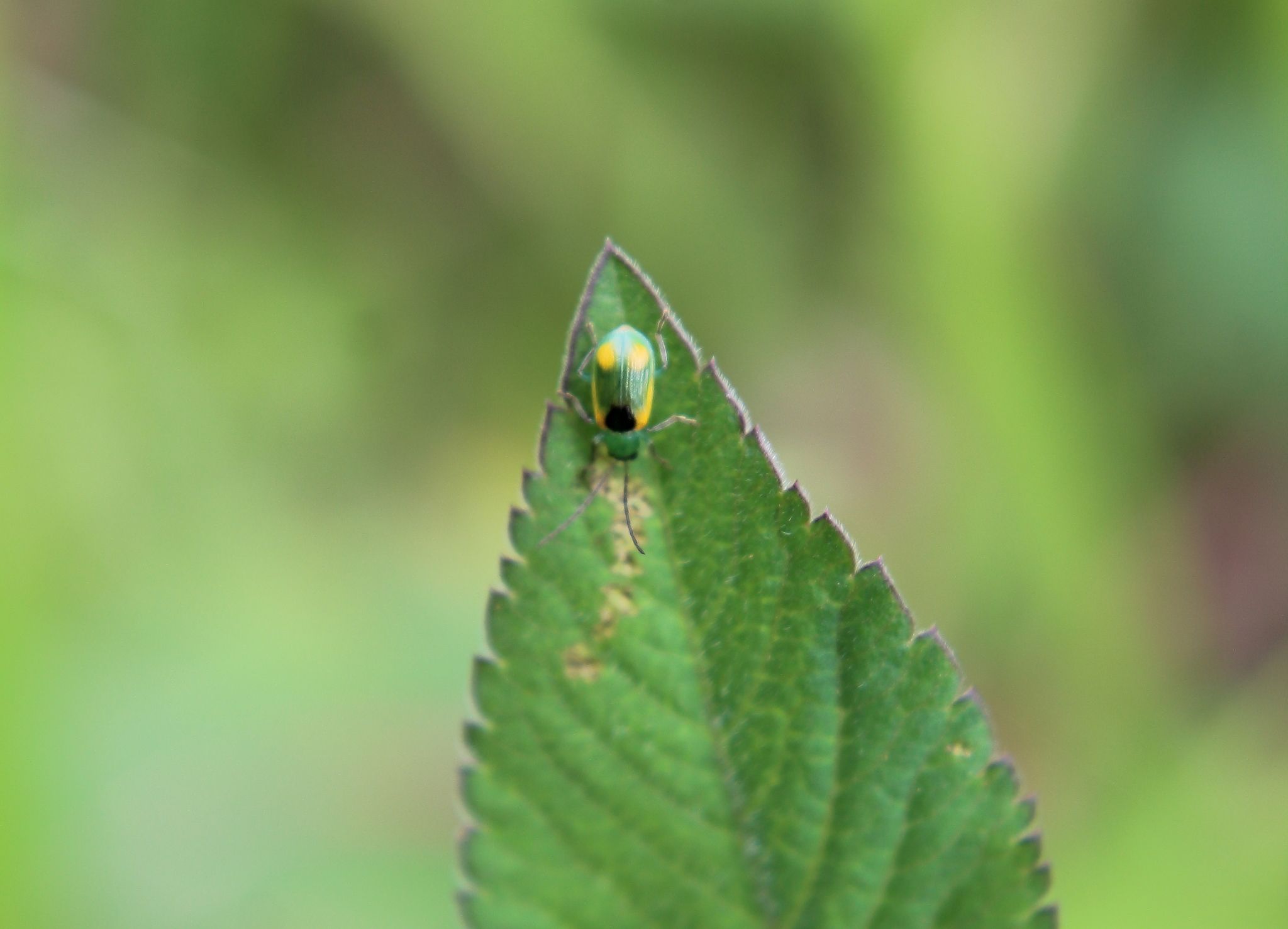 Diabrotica scutellata