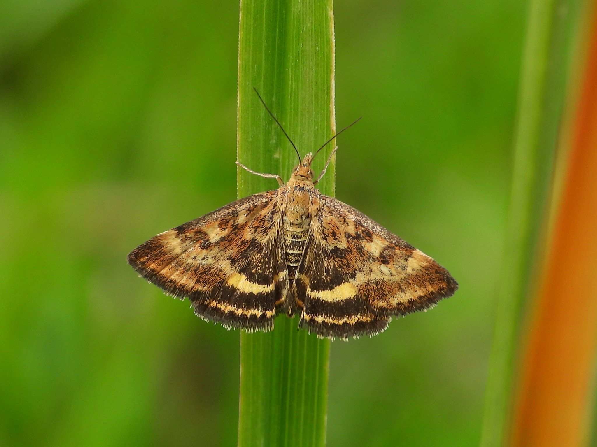 Pyrausta