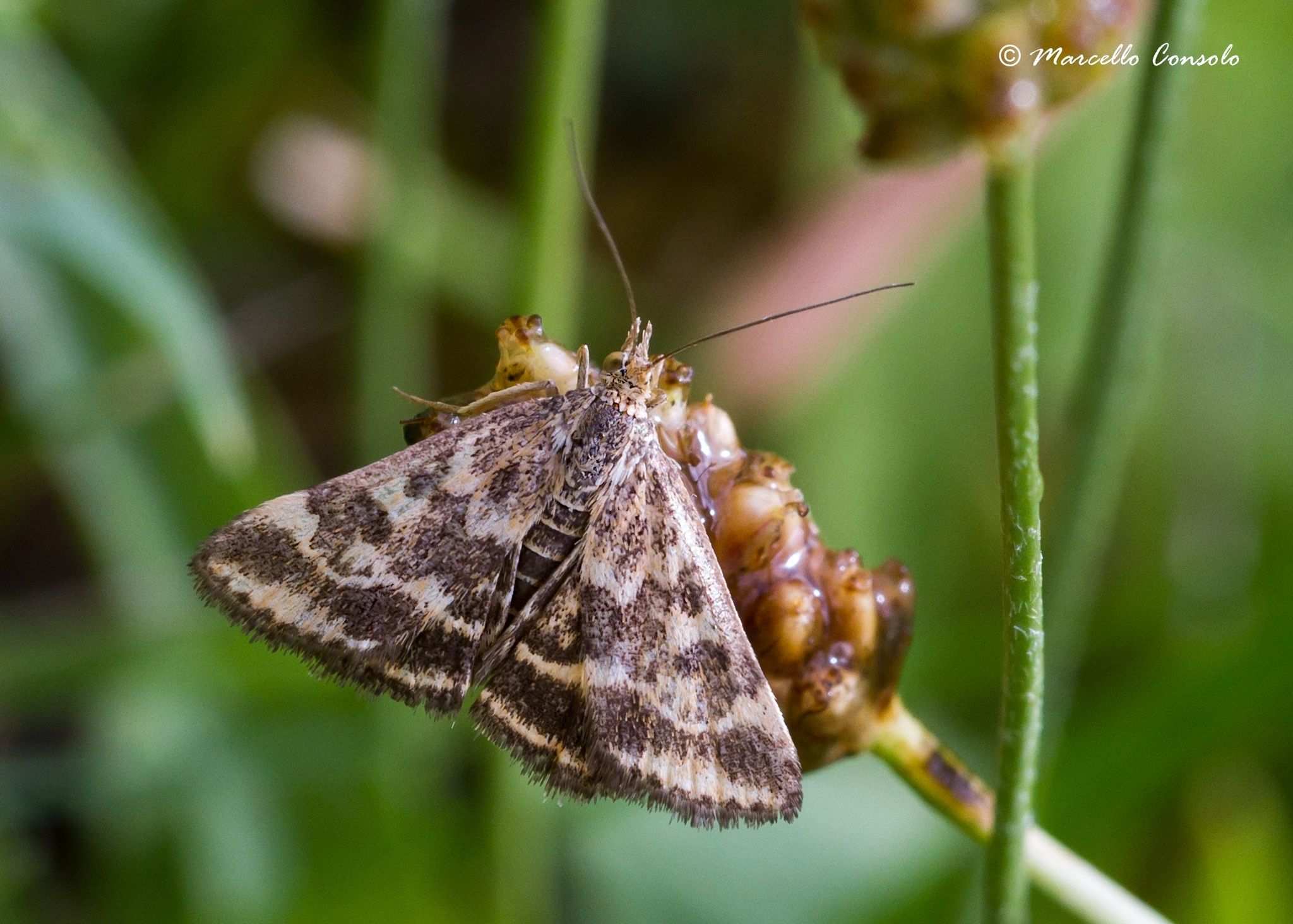 Pyrausta