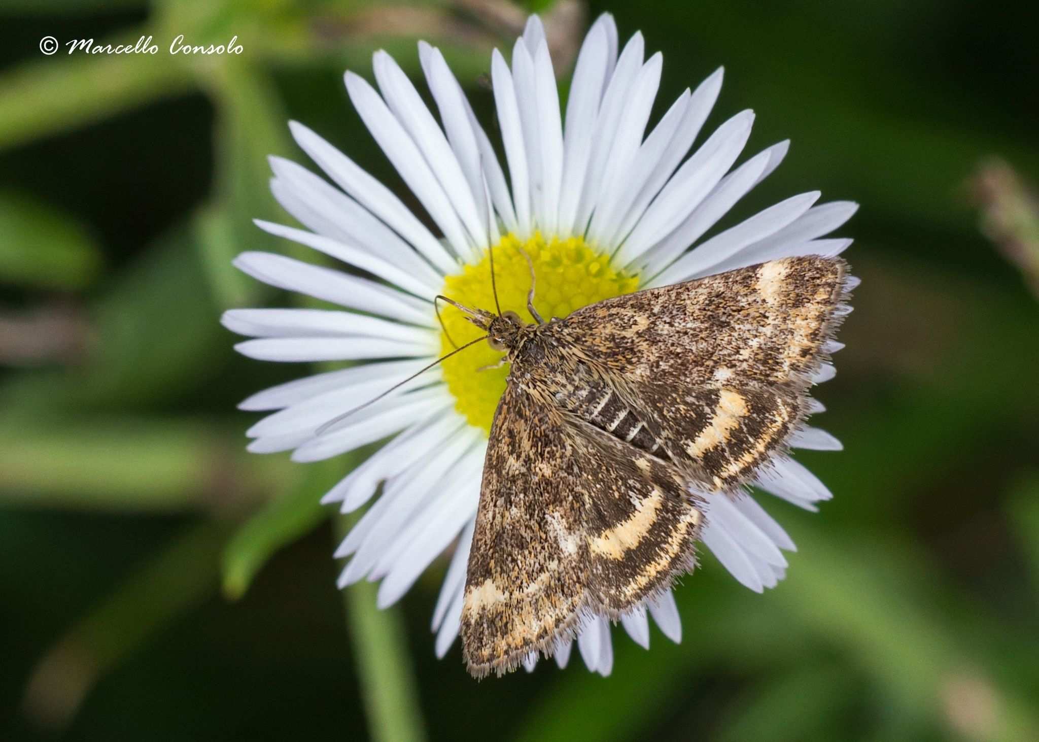 Pyrausta