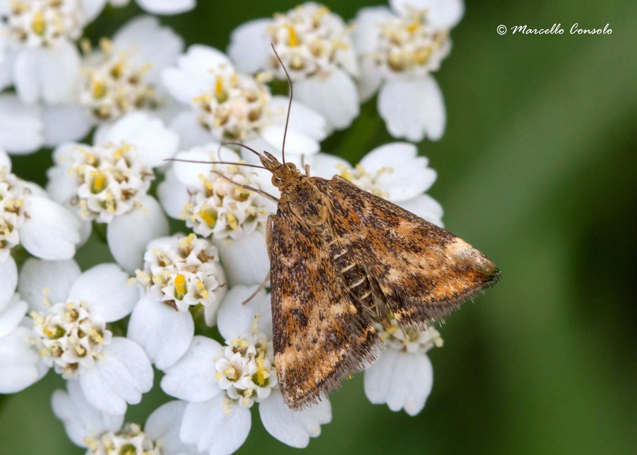 Pyrausta