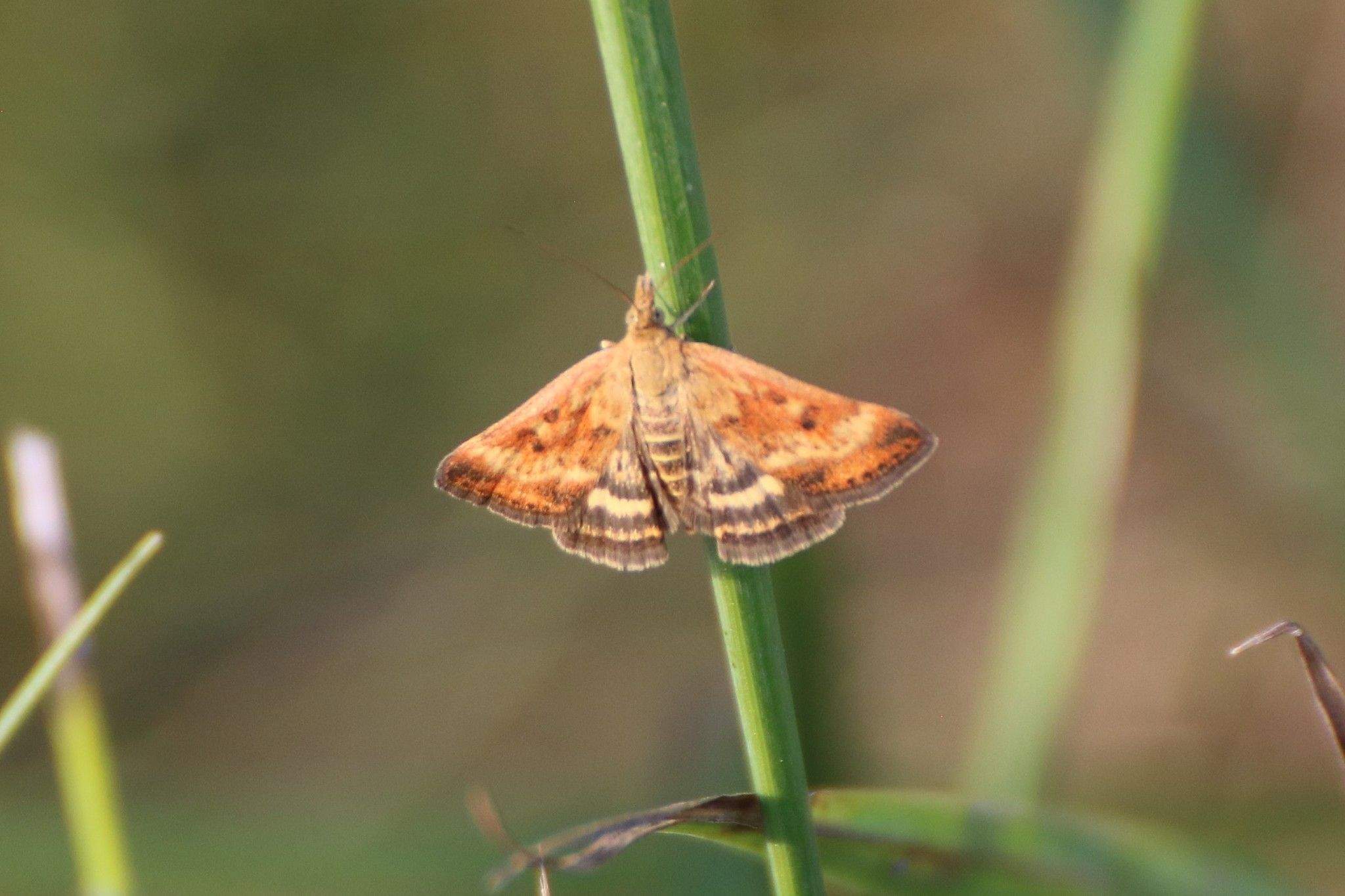 Pyrausta