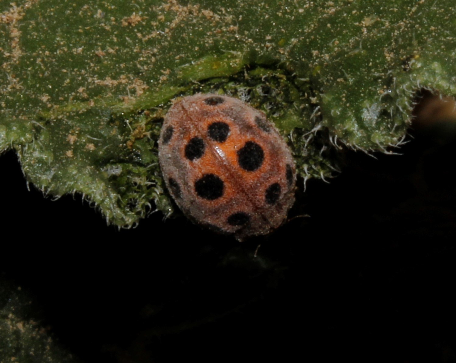 Henosepilachna elaterii