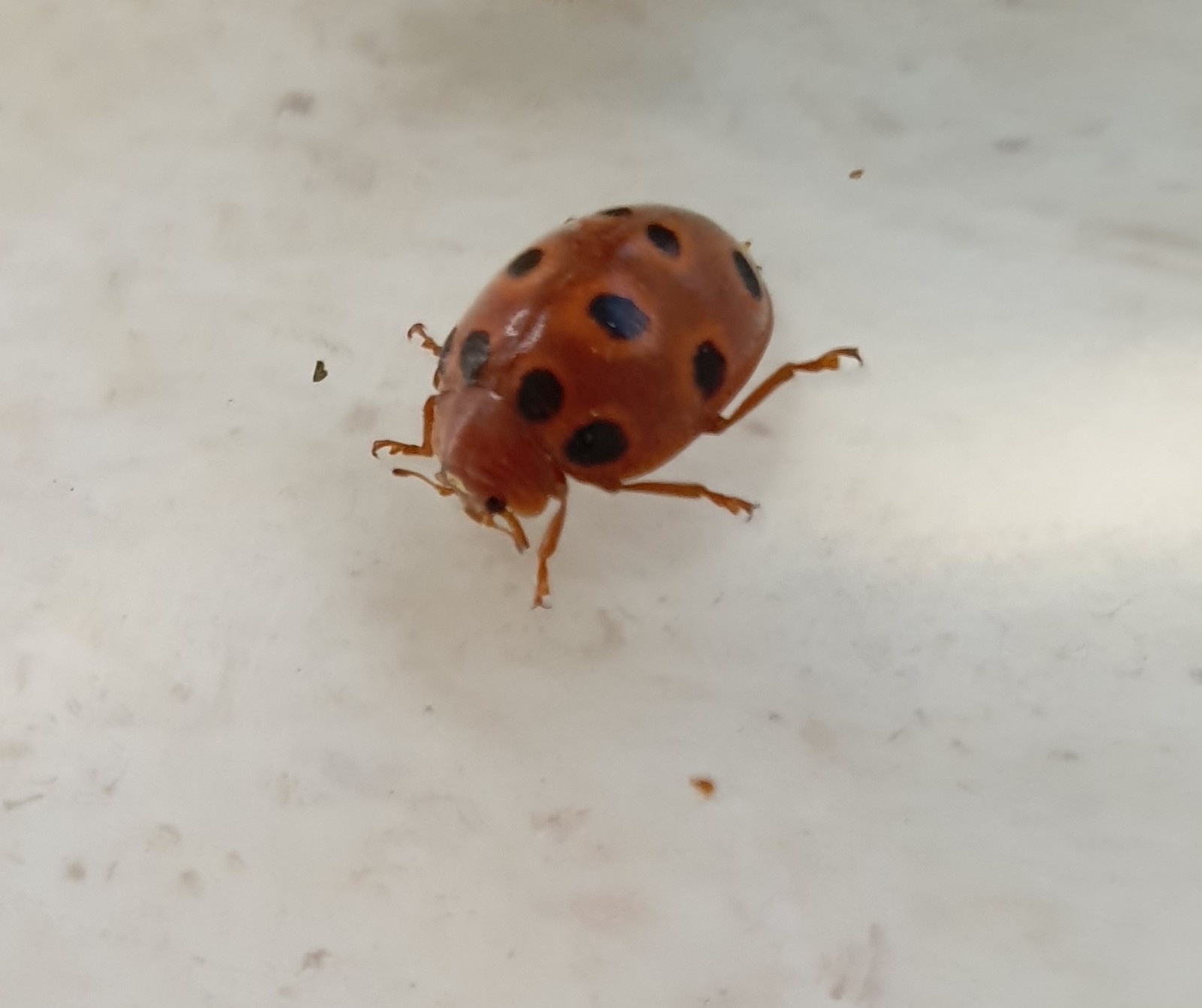 Henosepilachna elaterii