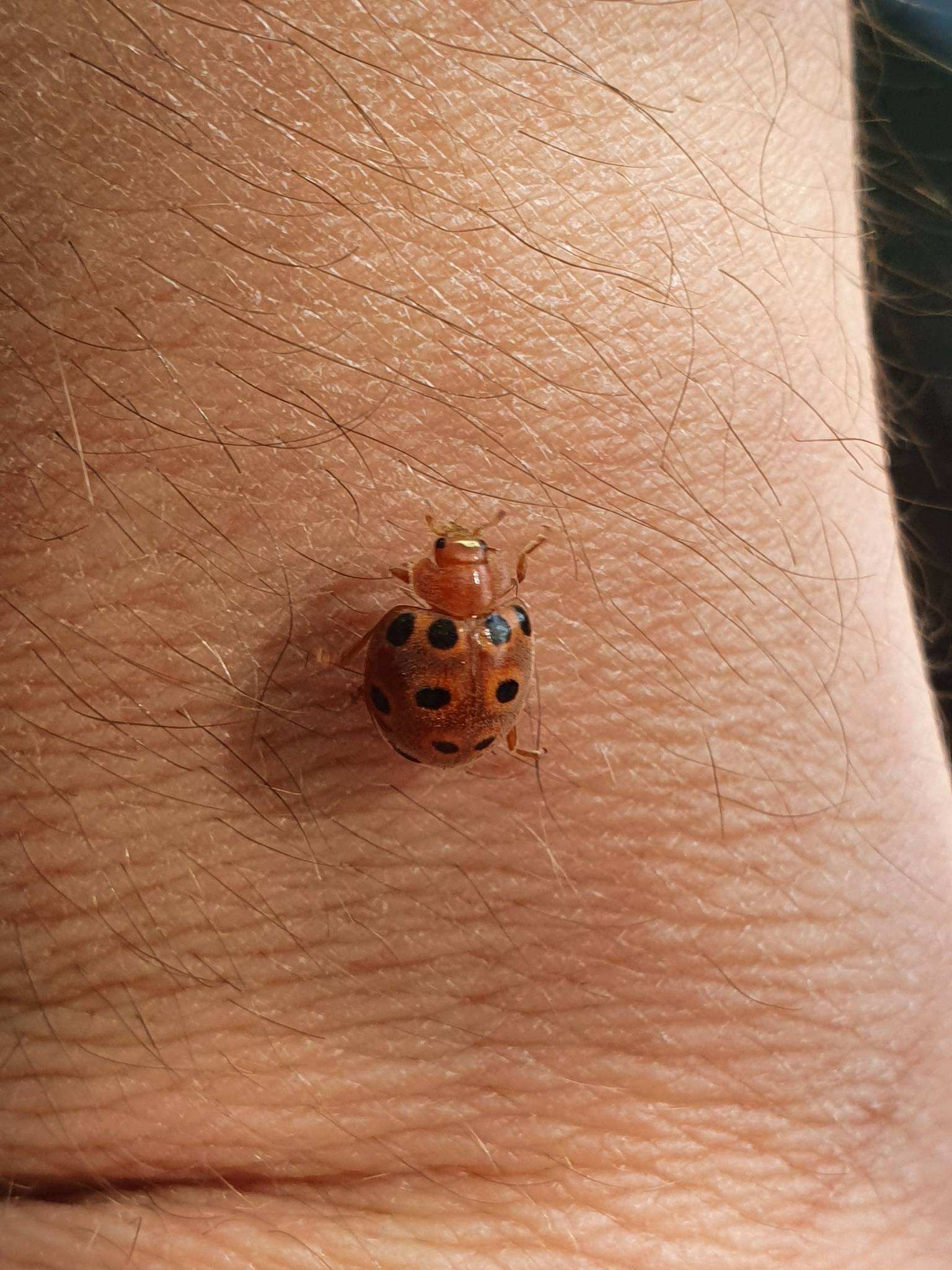 Henosepilachna elaterii