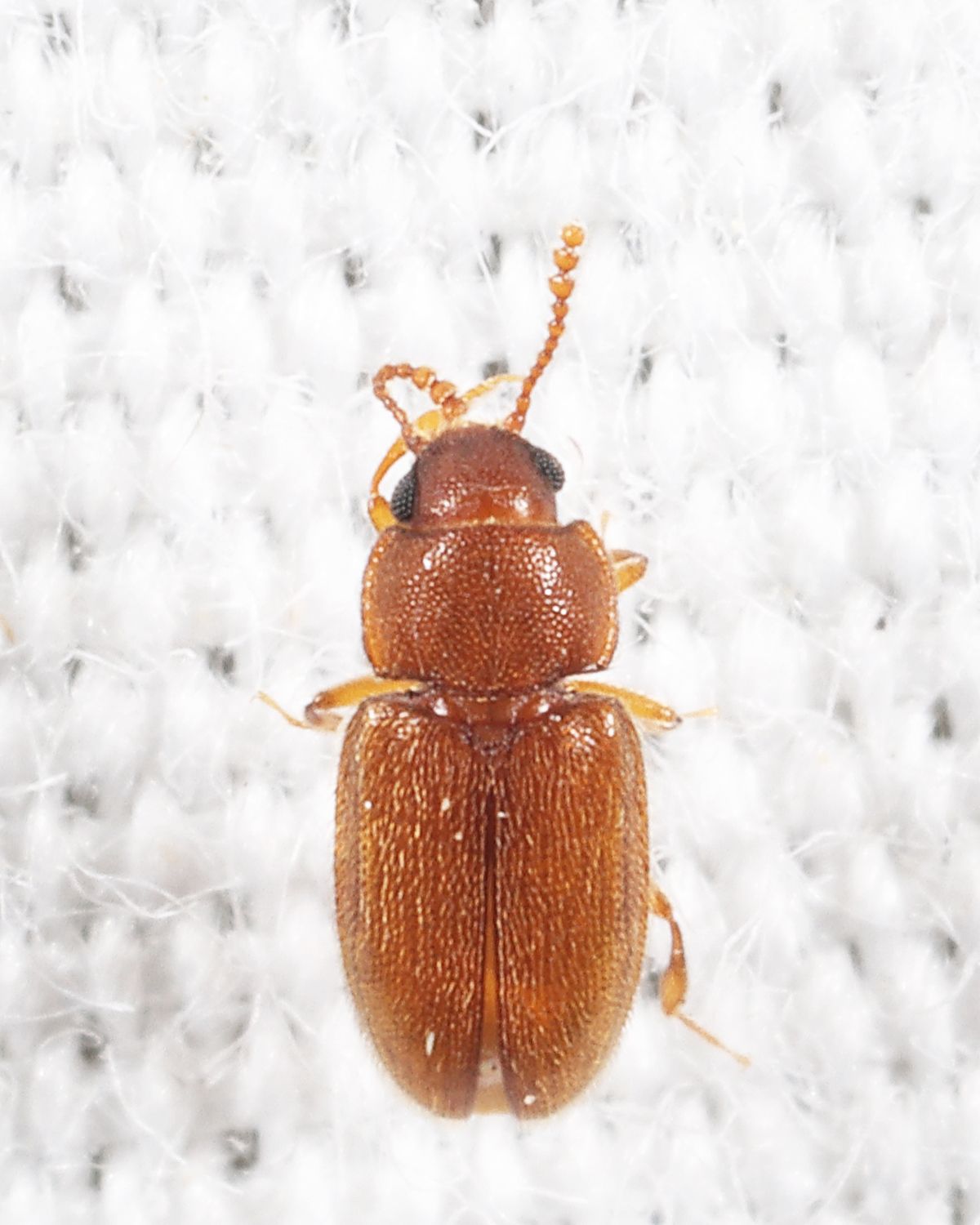 Cryptophilus propinquus