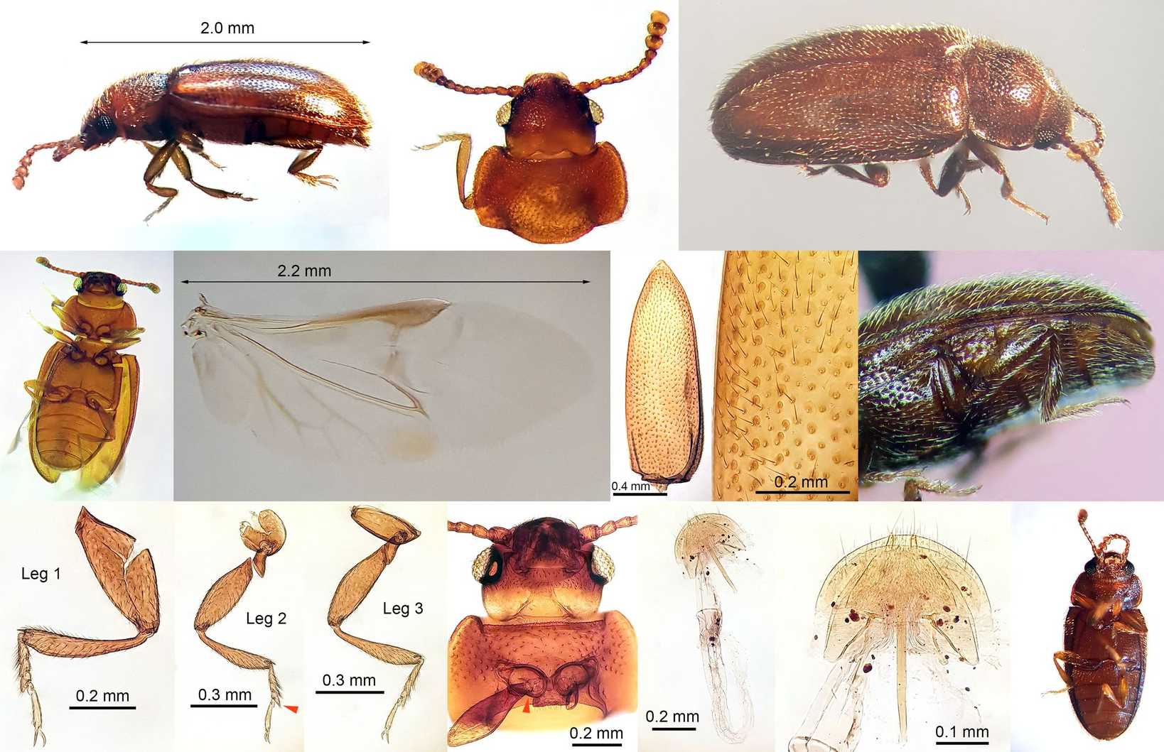 Cryptophilus propinquus
