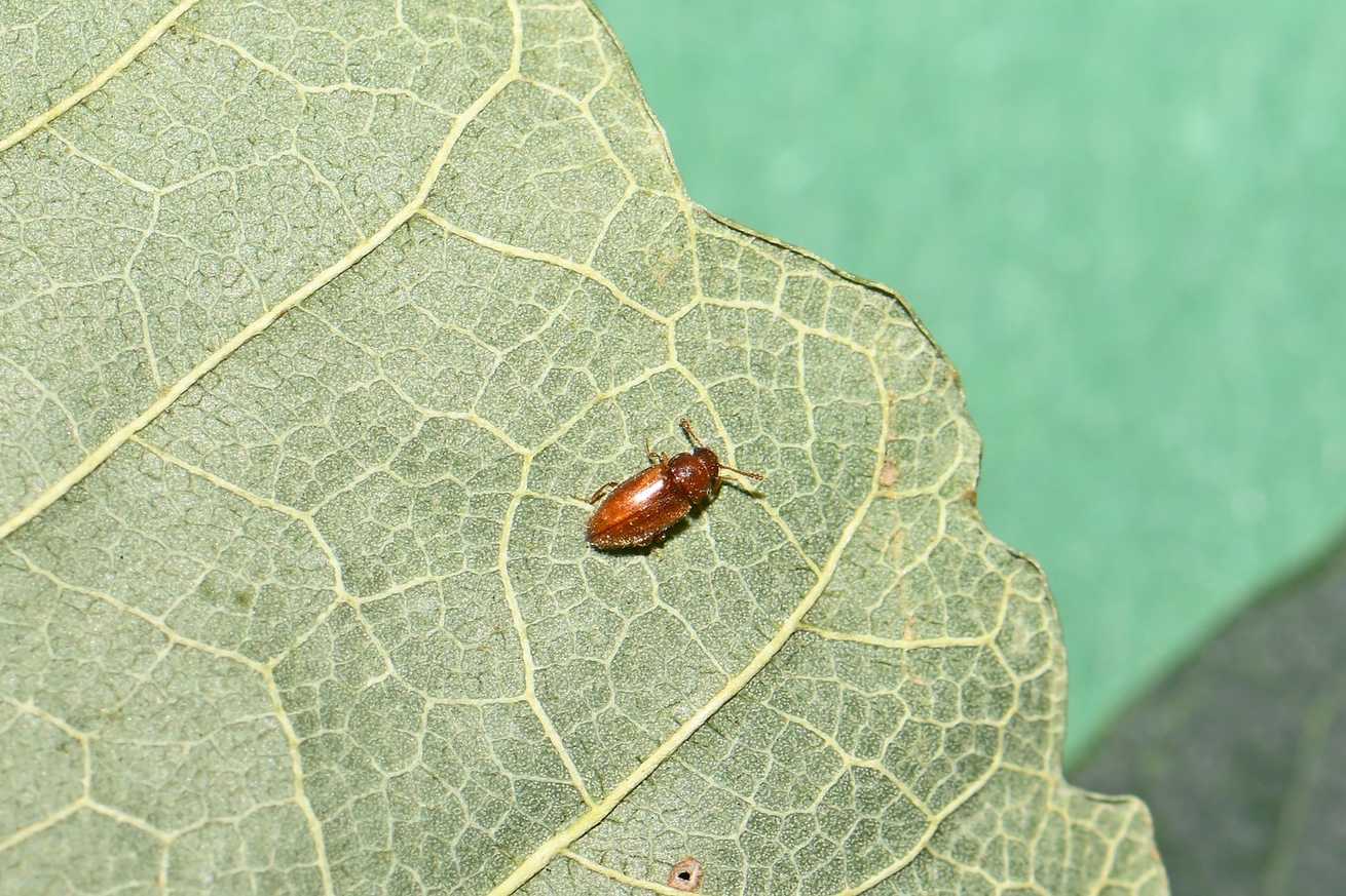 Cryptophilus propinquus