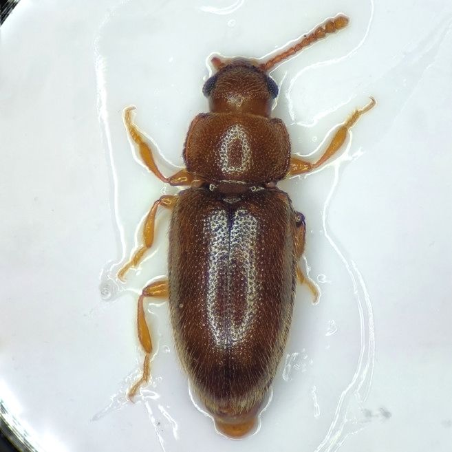 Cryptophilus propinquus
