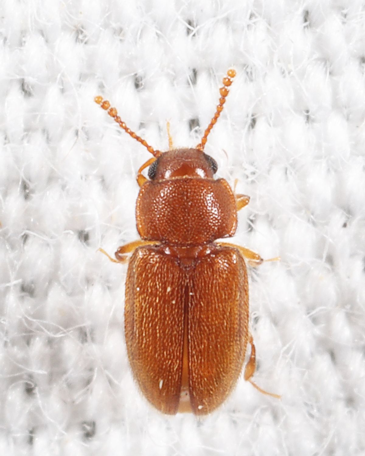 Cryptophilus propinquus
