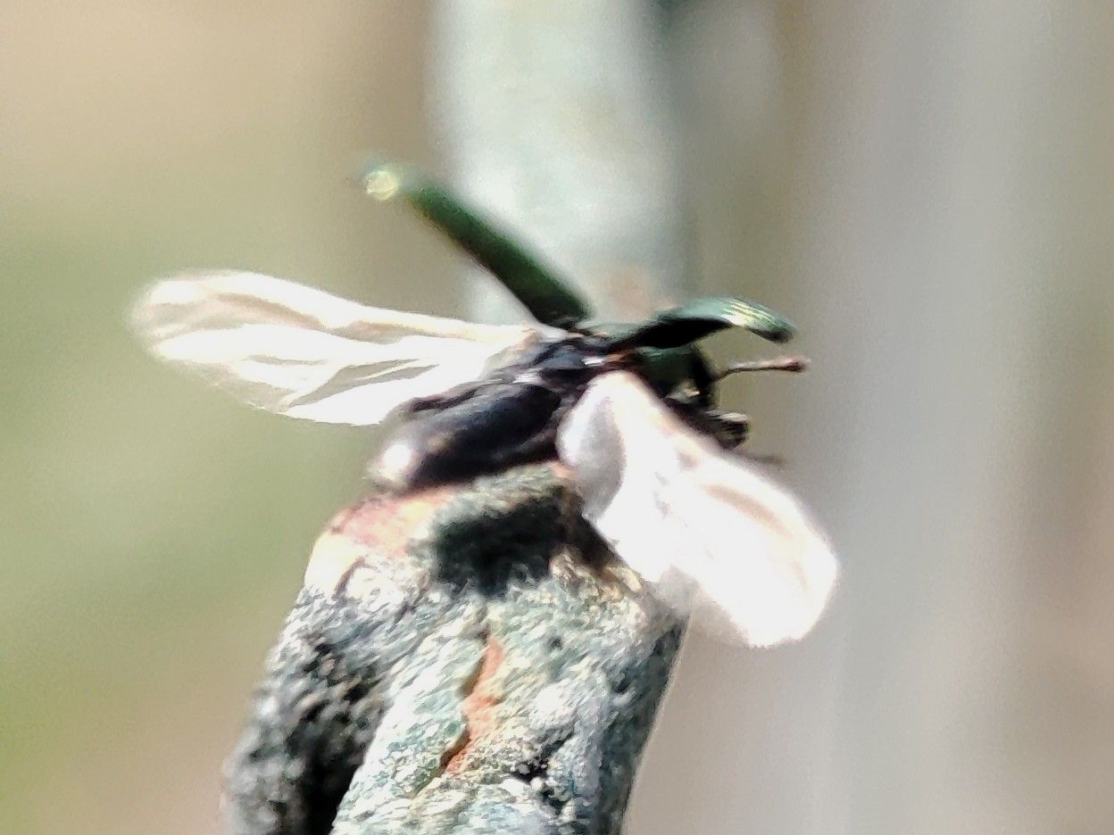 Aulacobaris cuprirostris