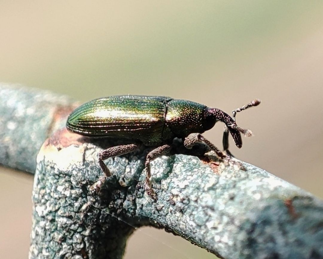 Aulacobaris cuprirostris