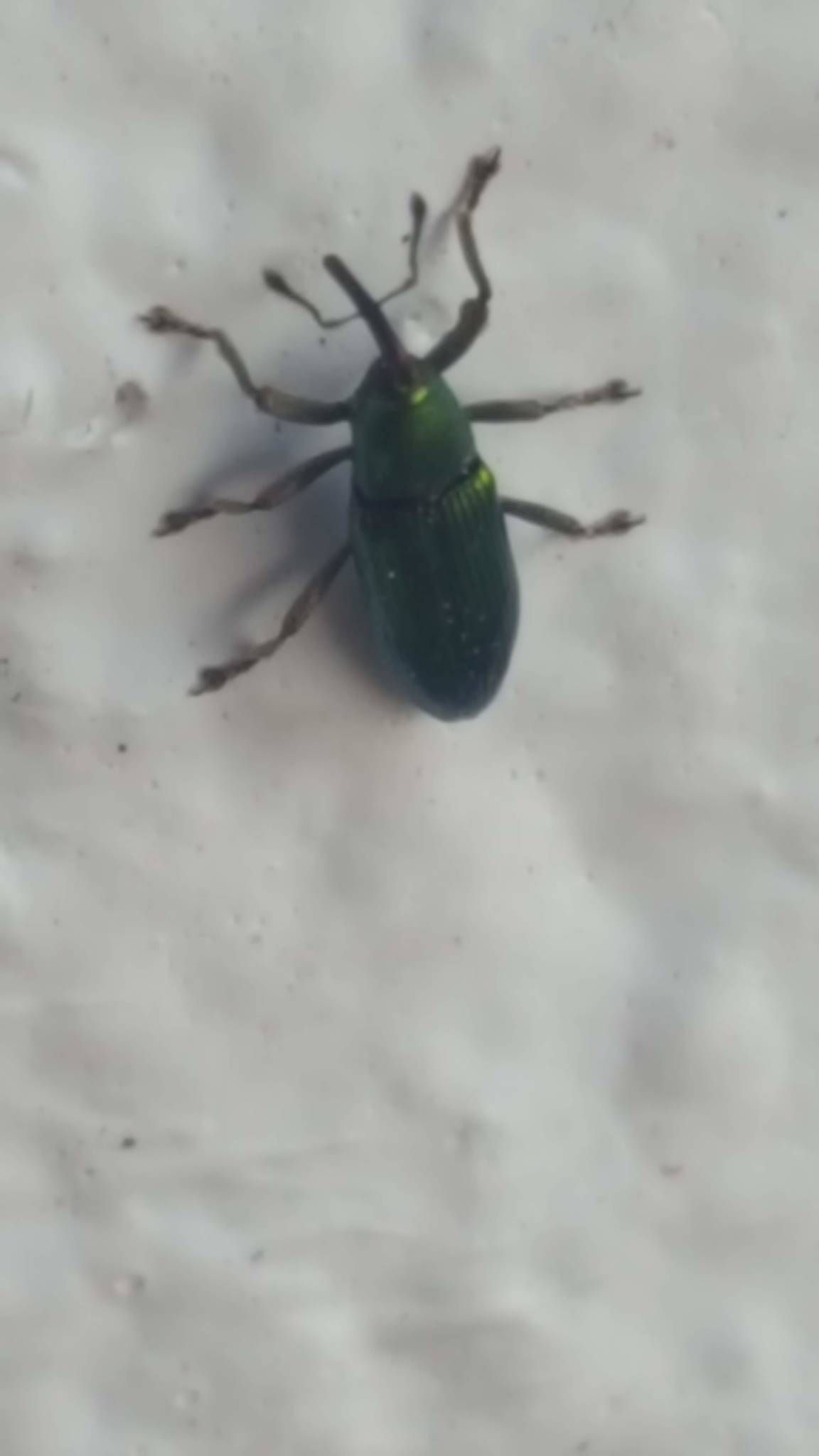 Aulacobaris cuprirostris