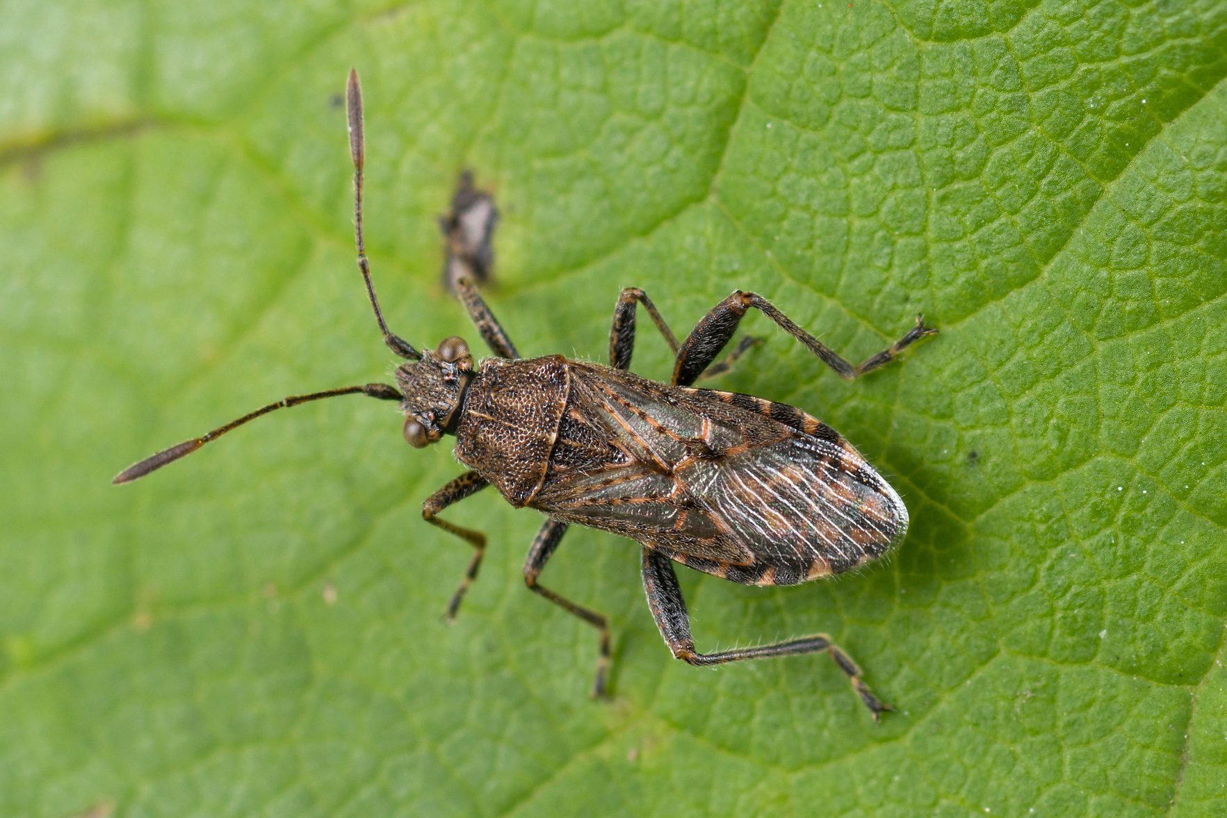 Stictopleurus punctatonervosus