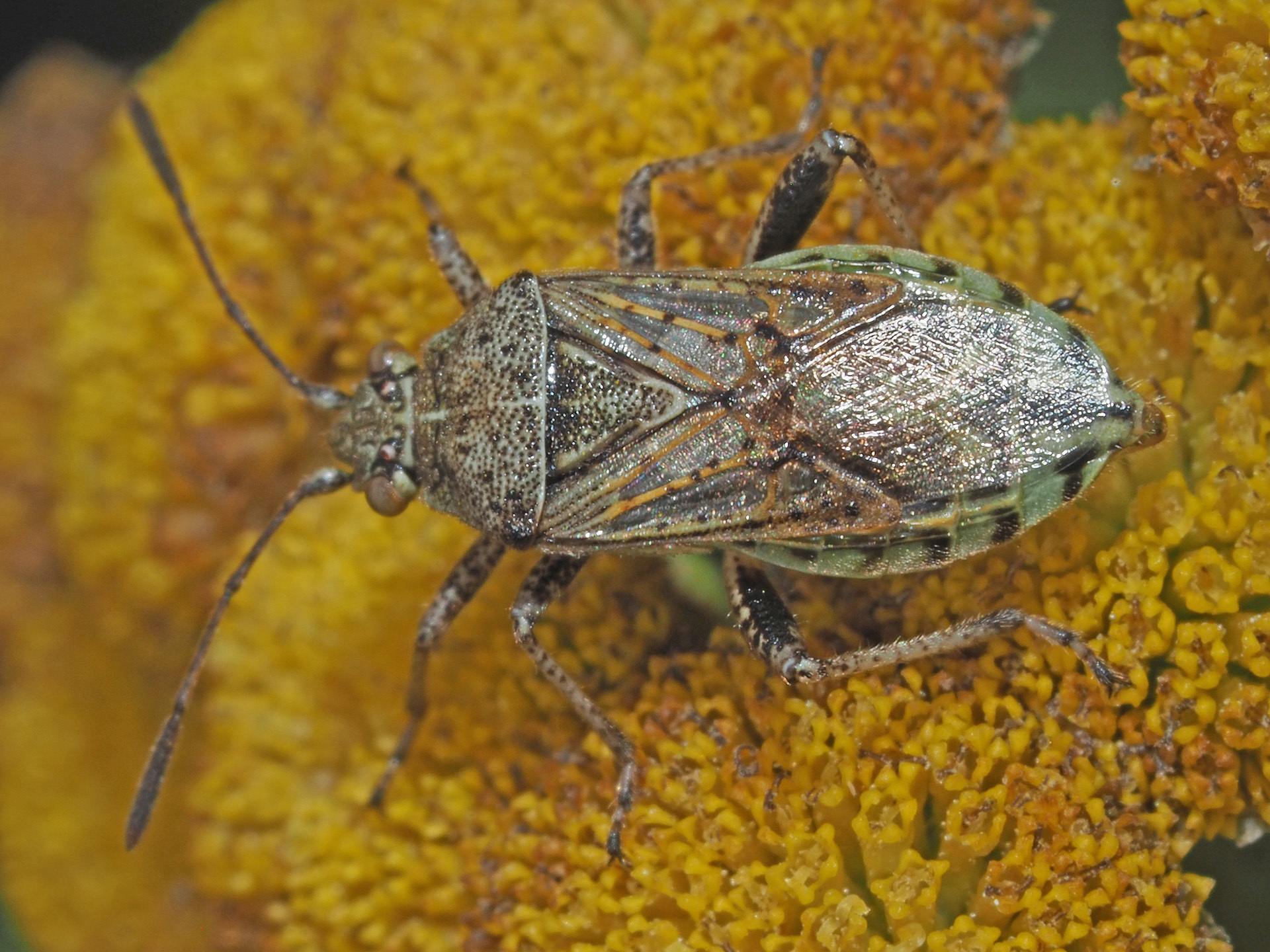 Stictopleurus punctatonervosus