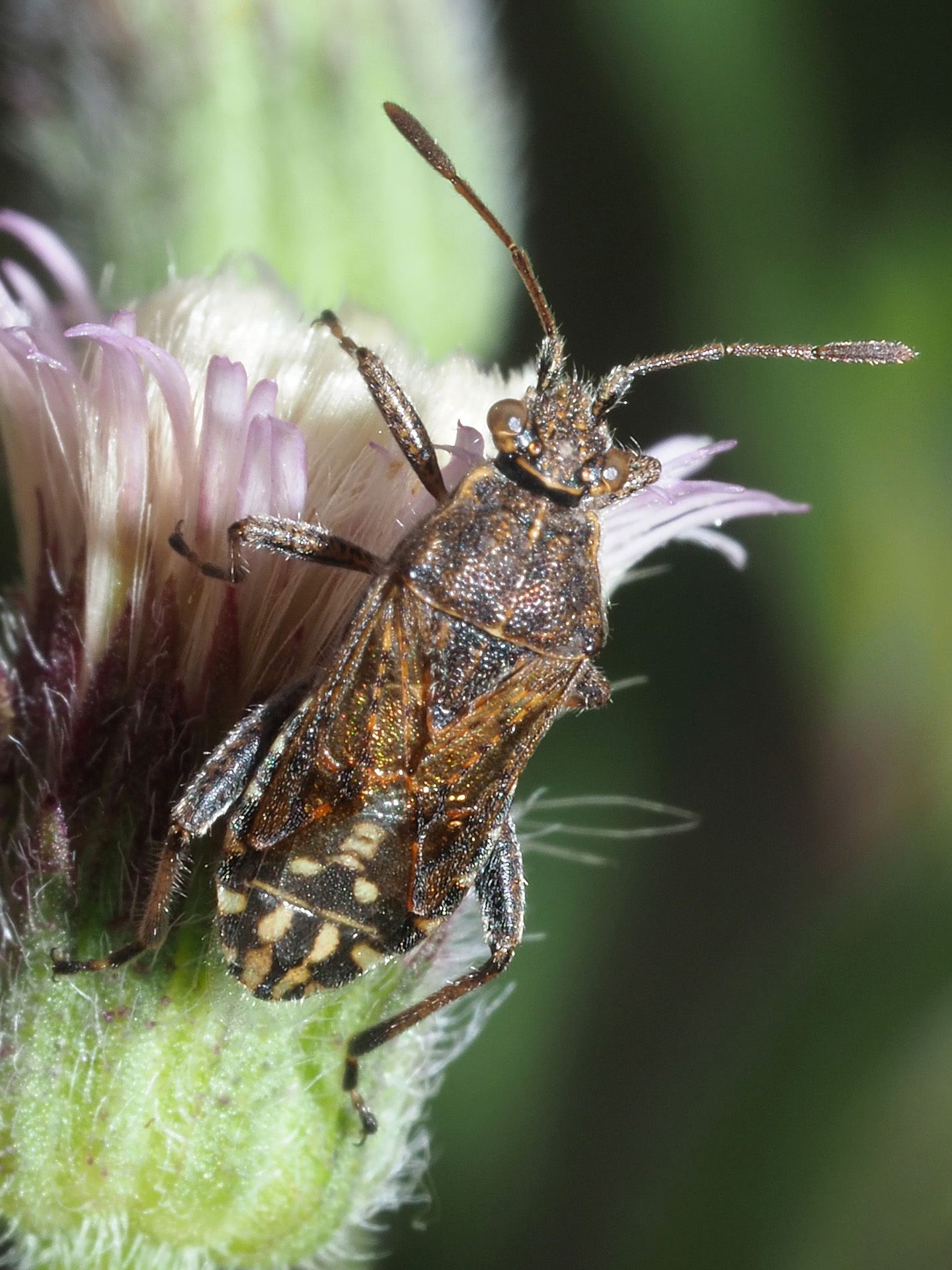 Stictopleurus punctatonervosus