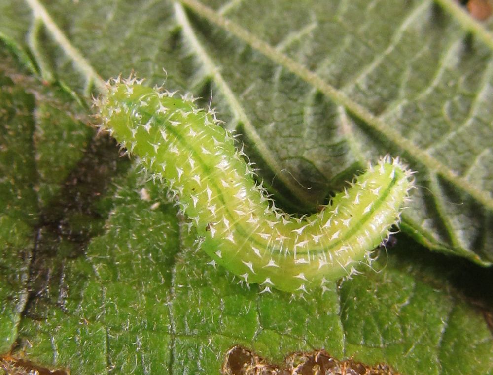 Monophadnoides geniculatus