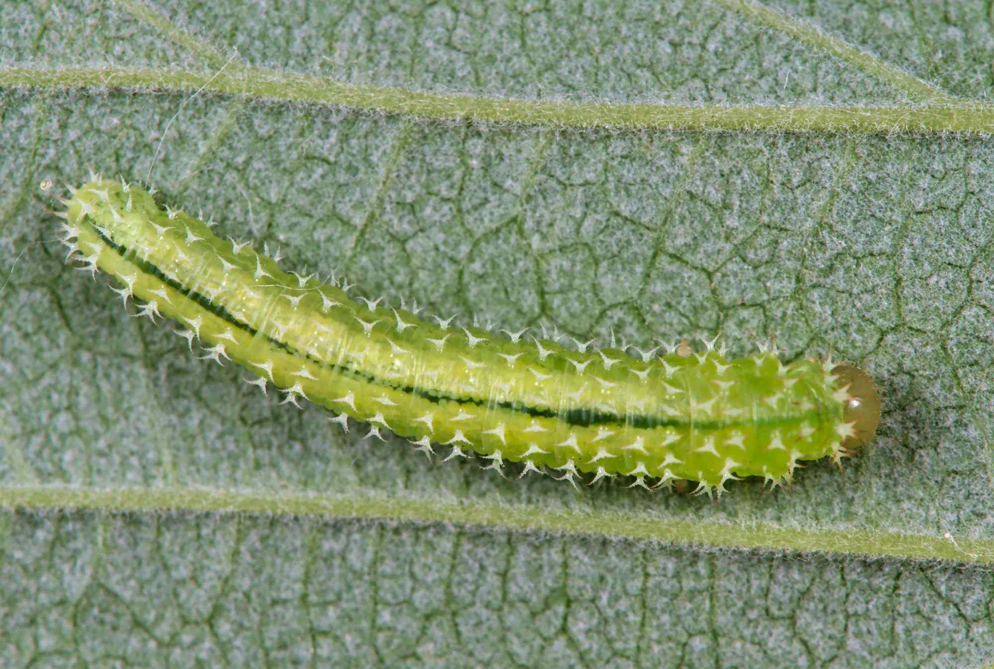 Monophadnoides geniculatus