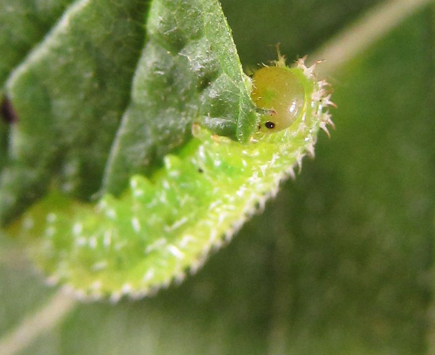 Monophadnoides geniculatus