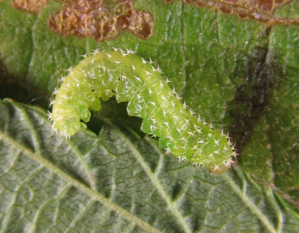 Monophadnoides geniculatus
