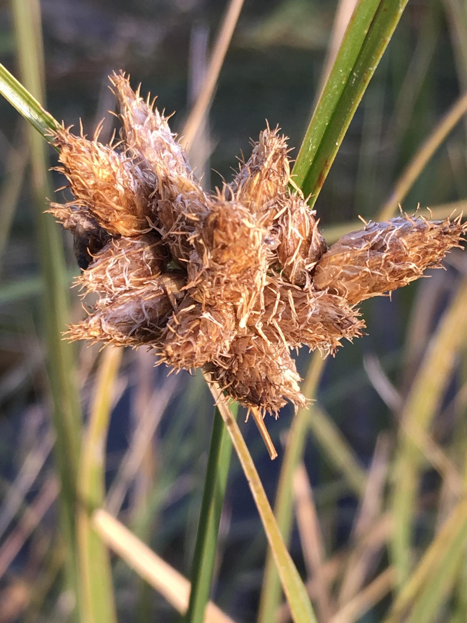 Bolboschoenus maritimus