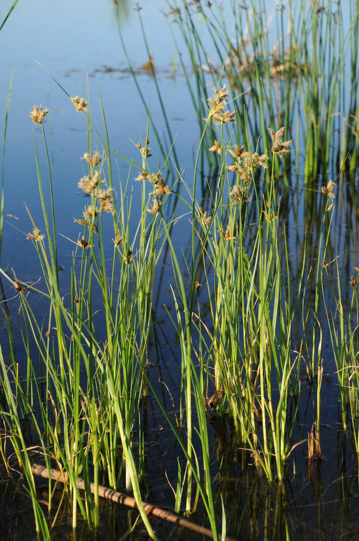 Bolboschoenus maritimus