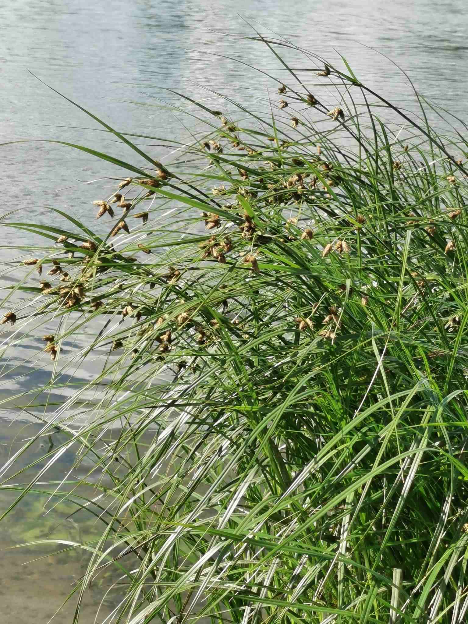 Bolboschoenus maritimus