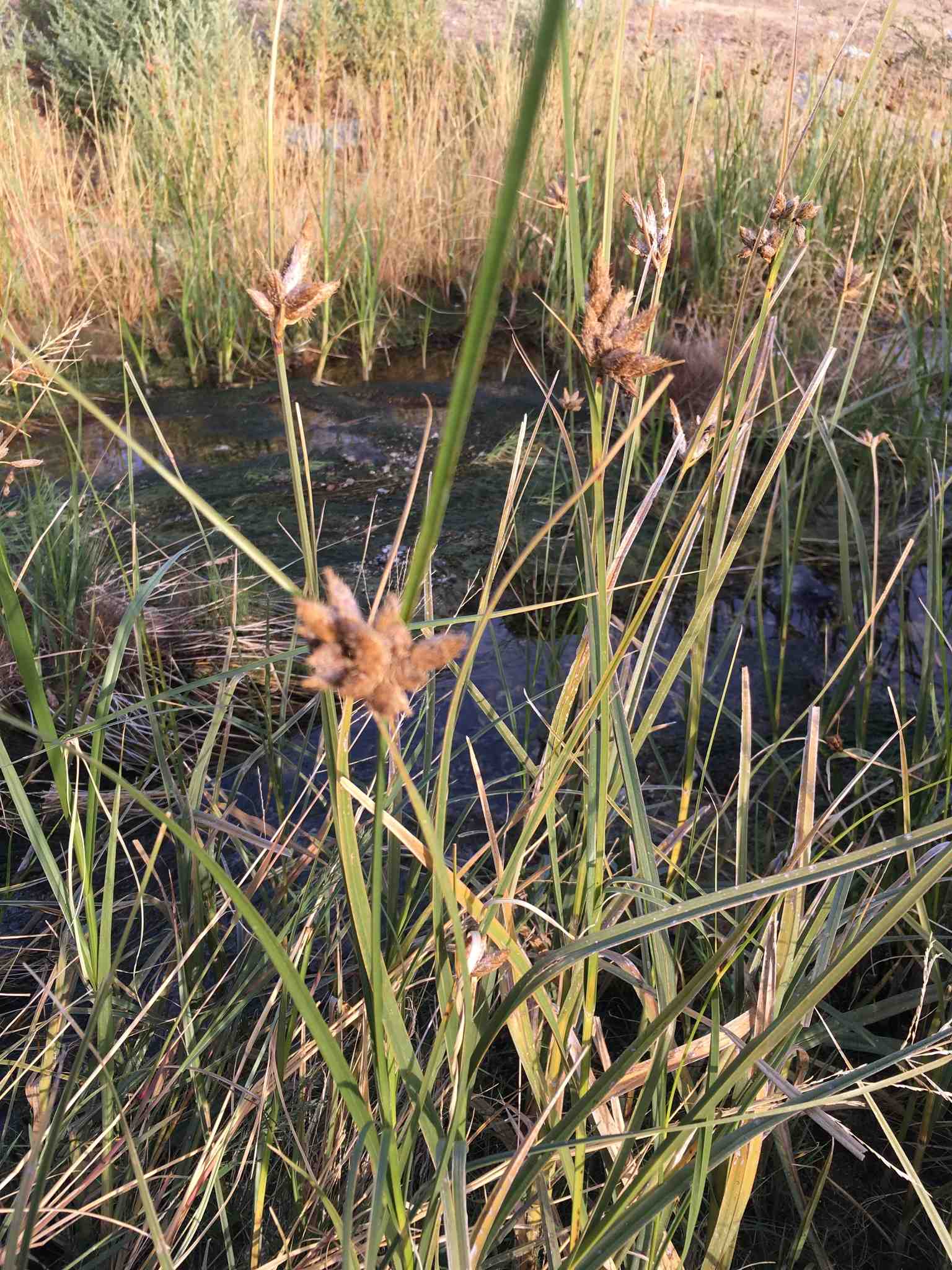 Bolboschoenus maritimus