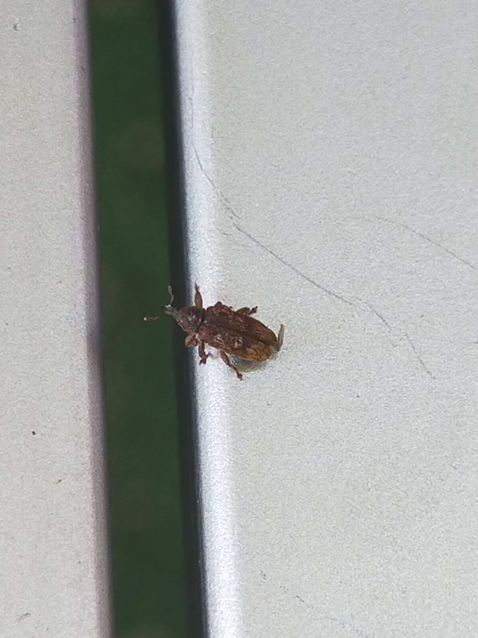Bradybatus creutzeri