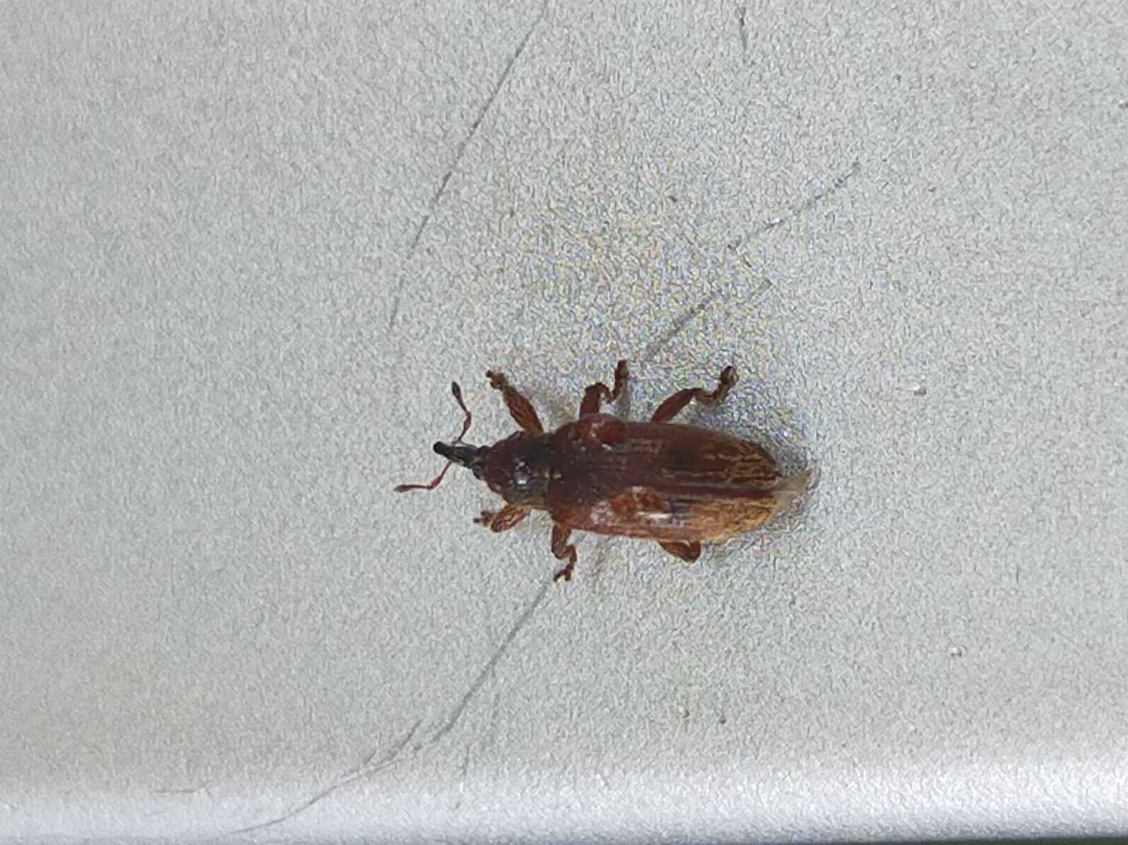 Bradybatus creutzeri
