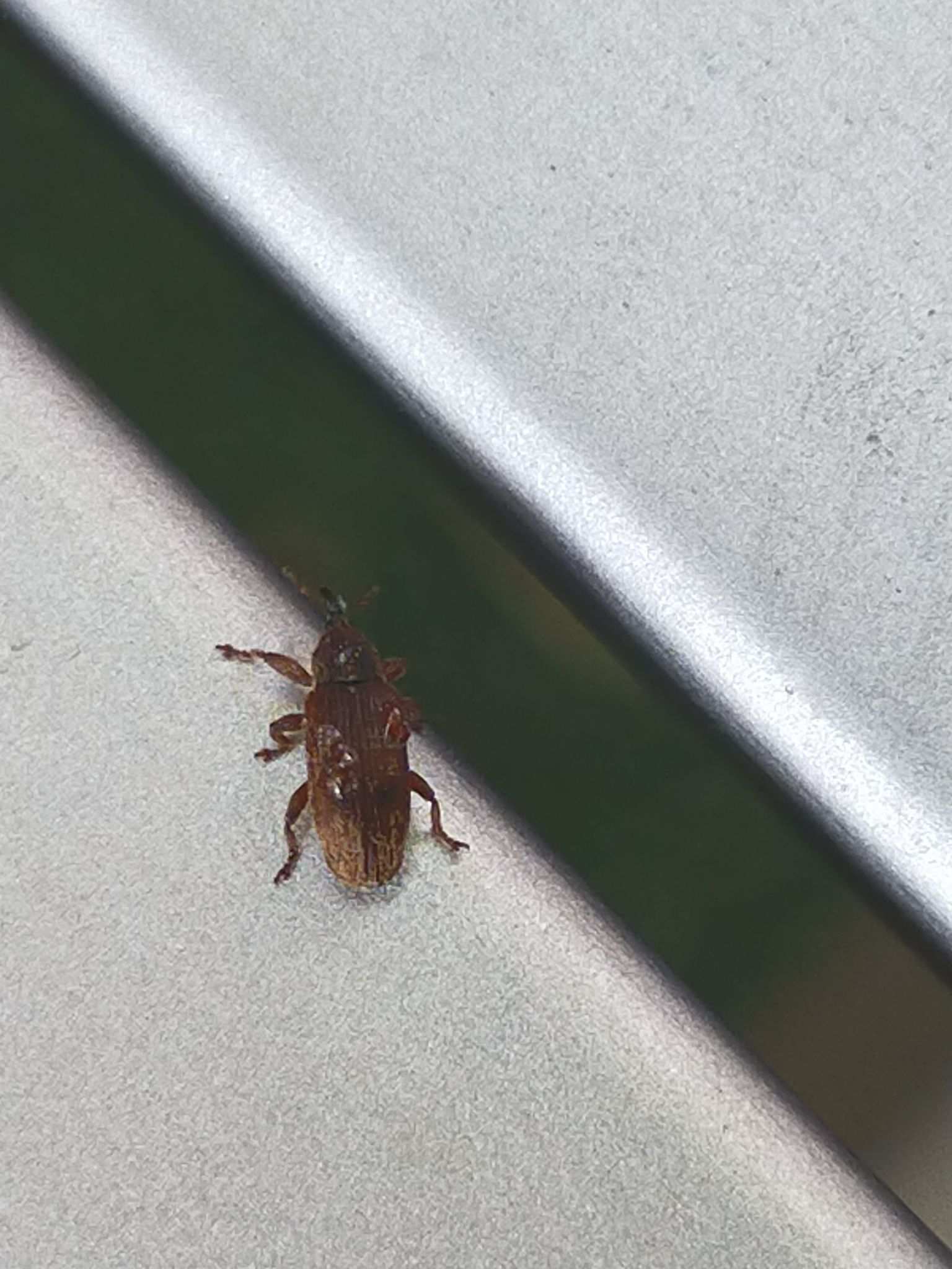 Bradybatus creutzeri